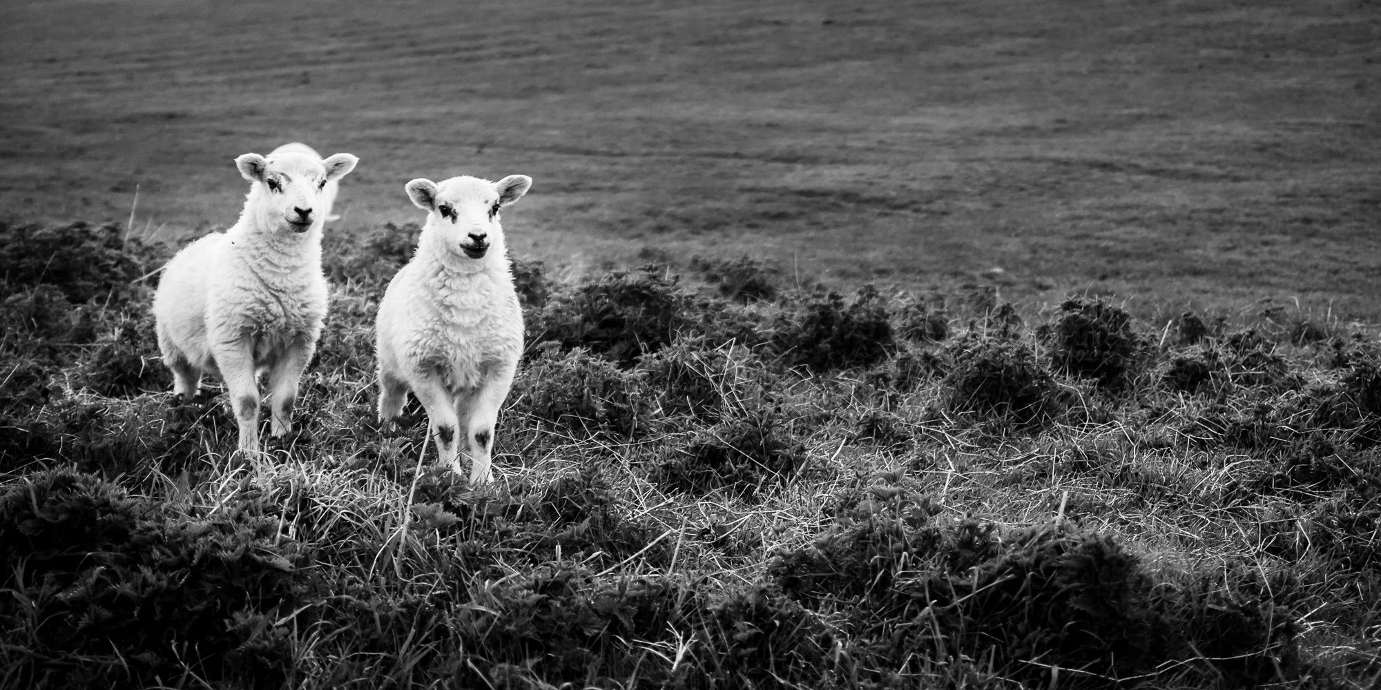 Two young sheep standing on a grassy field with a blurred landscape in the background.
