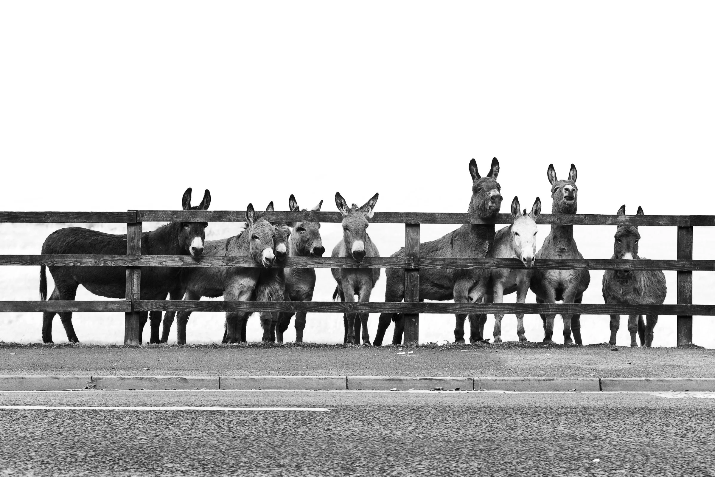 1110-Trim Donkey-010.jpg