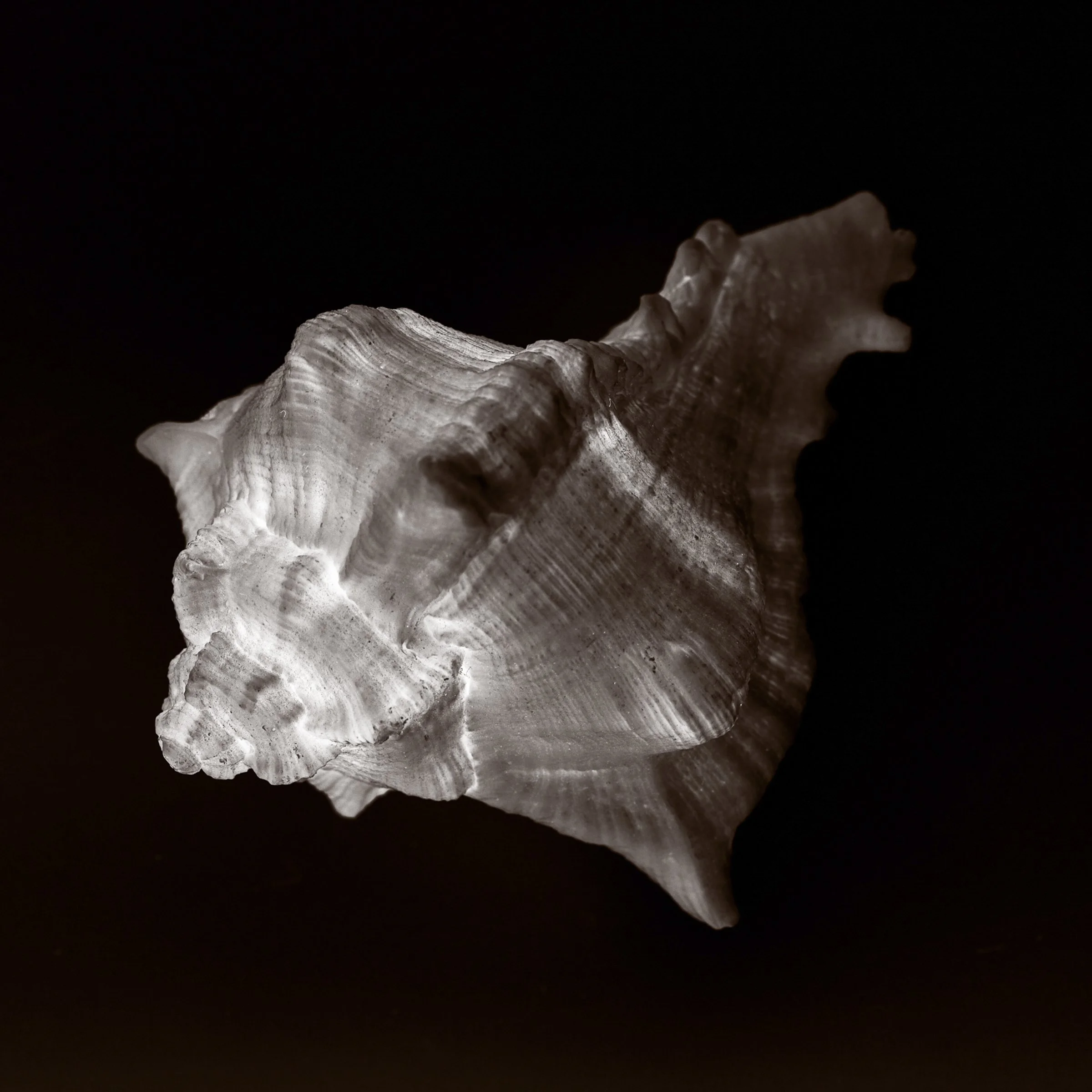 1703-Shell Shocked-182.jpg