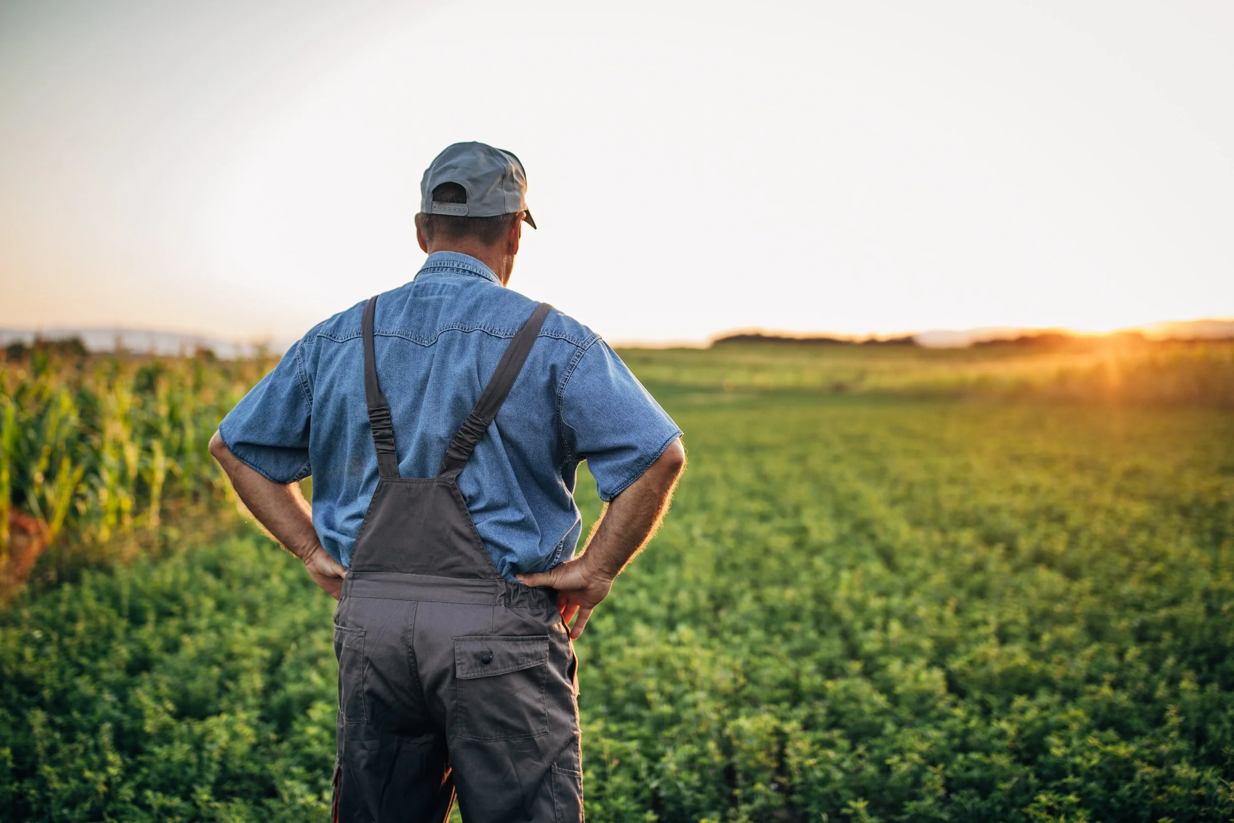 Farmer standing in a green field during sunset
