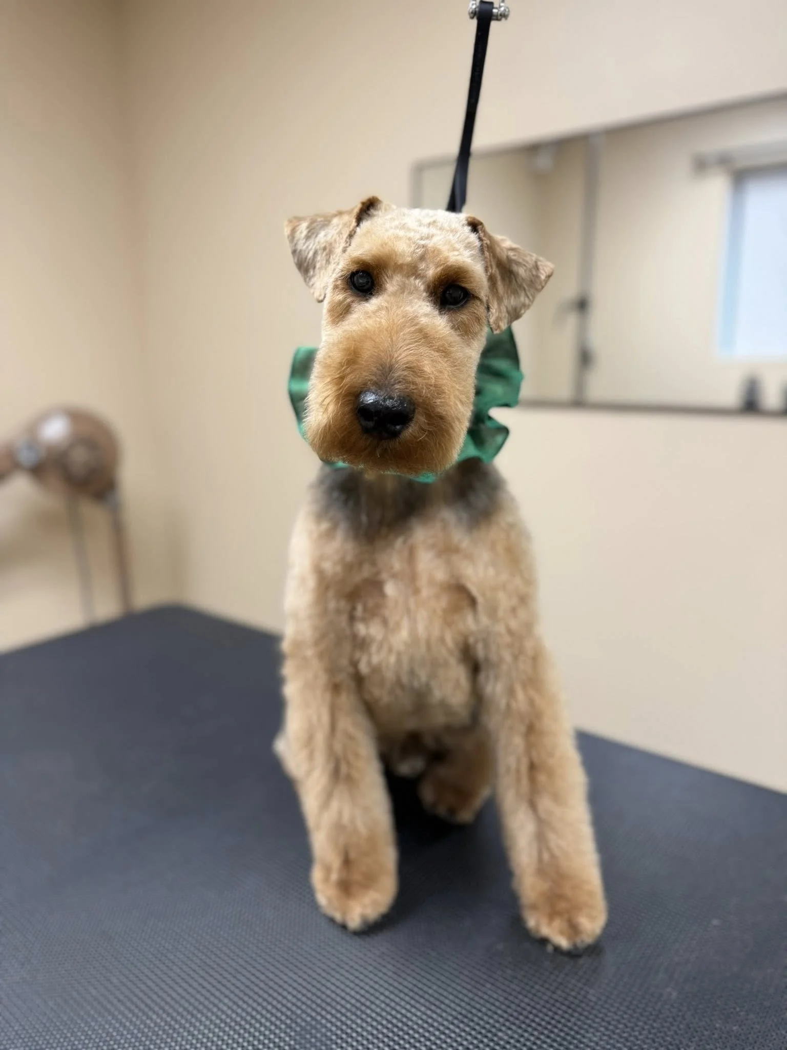 A Welsh Terrier wearing a green ruffle collar sits and poses for a photo