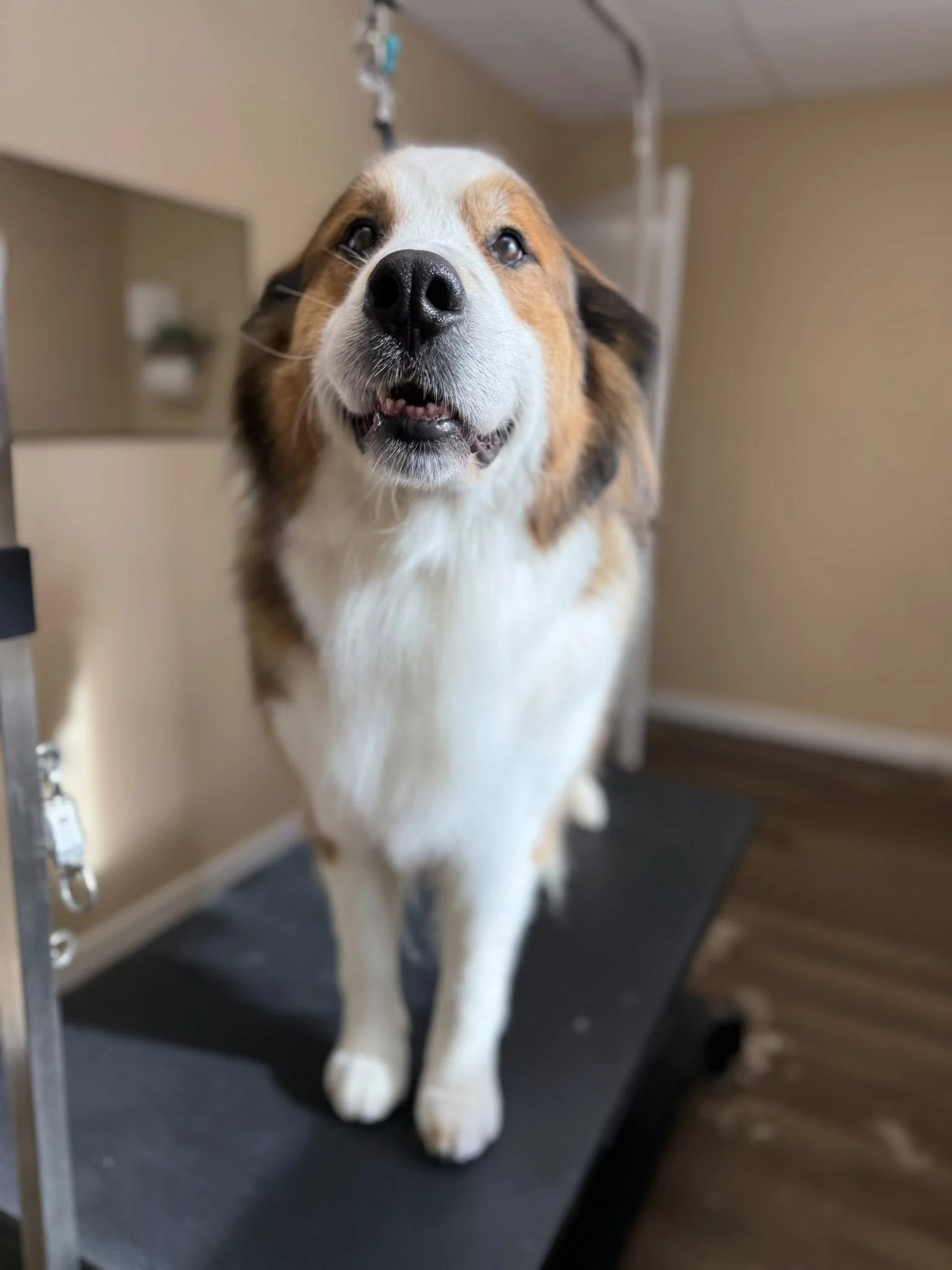 A Saint Bernard mix smiles at the camera