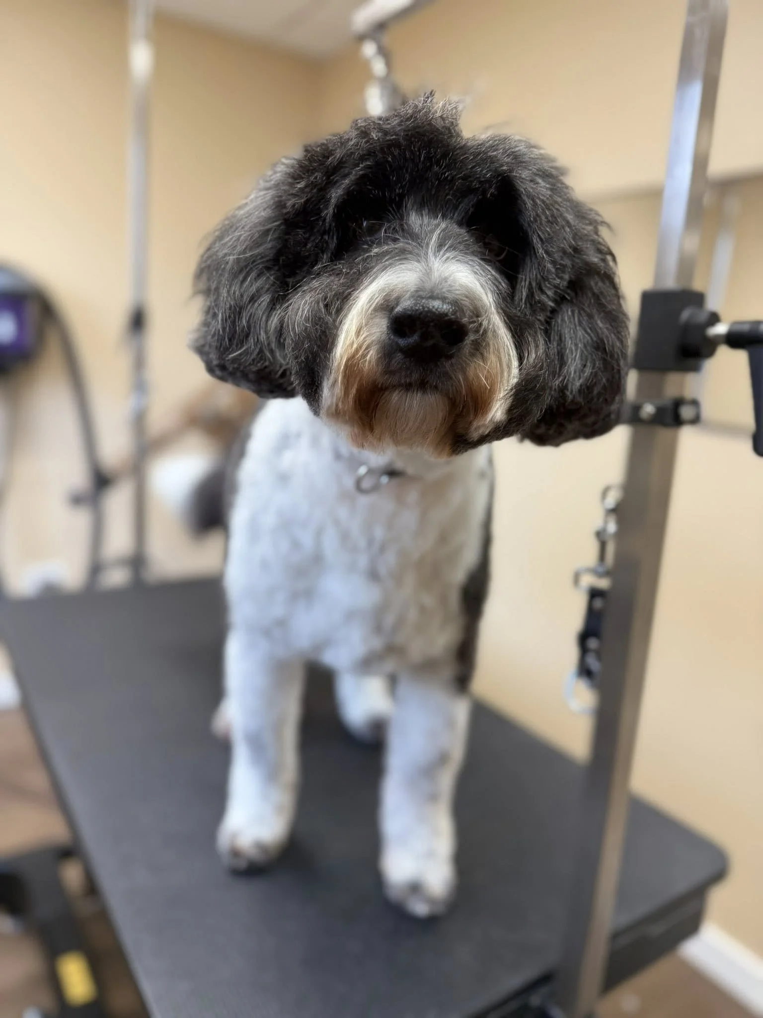 A black and white doodle looks at the camera