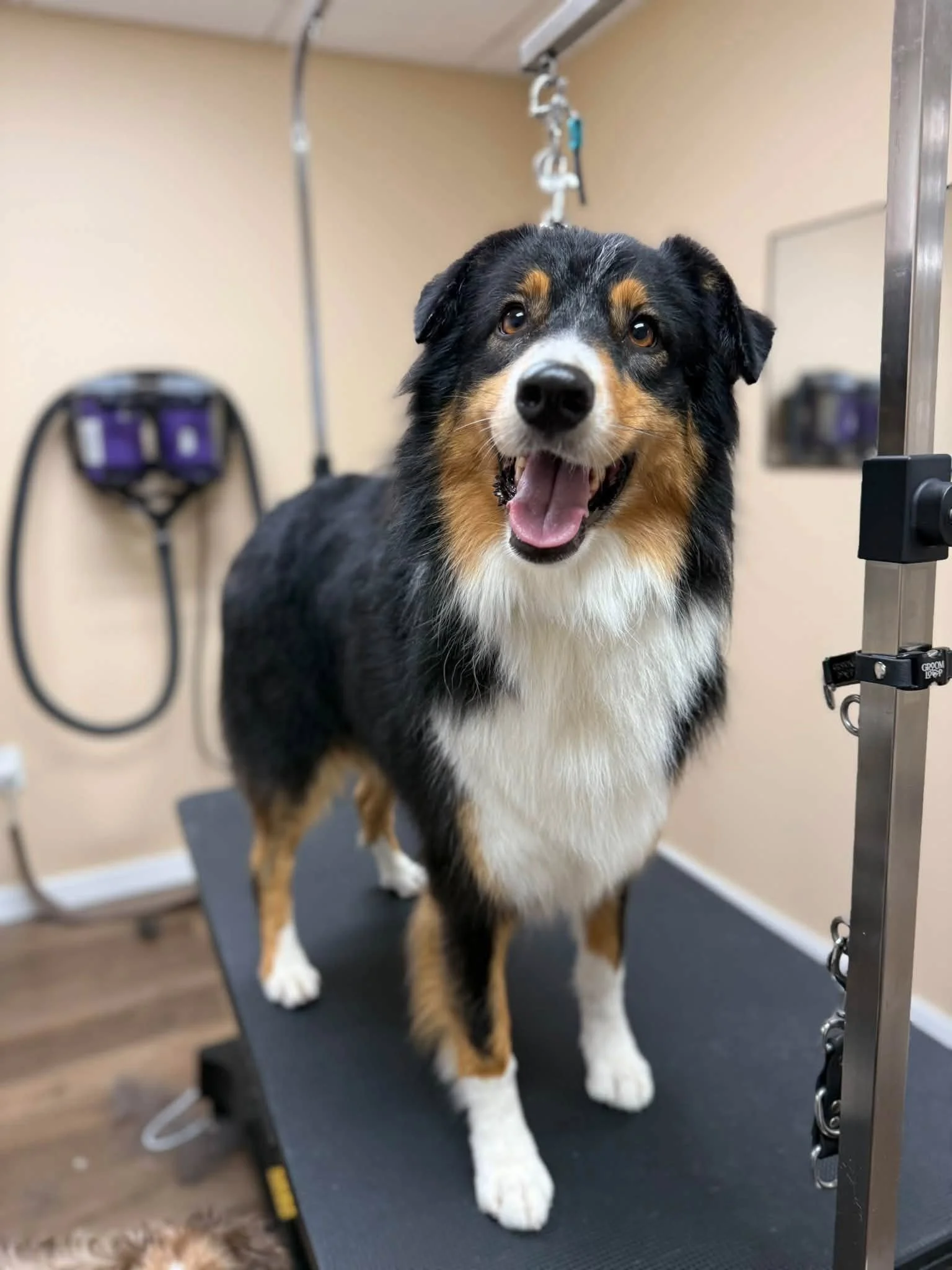 A black tri Australian Shepherd stands and smiles with her mouth open for a photo after her groom