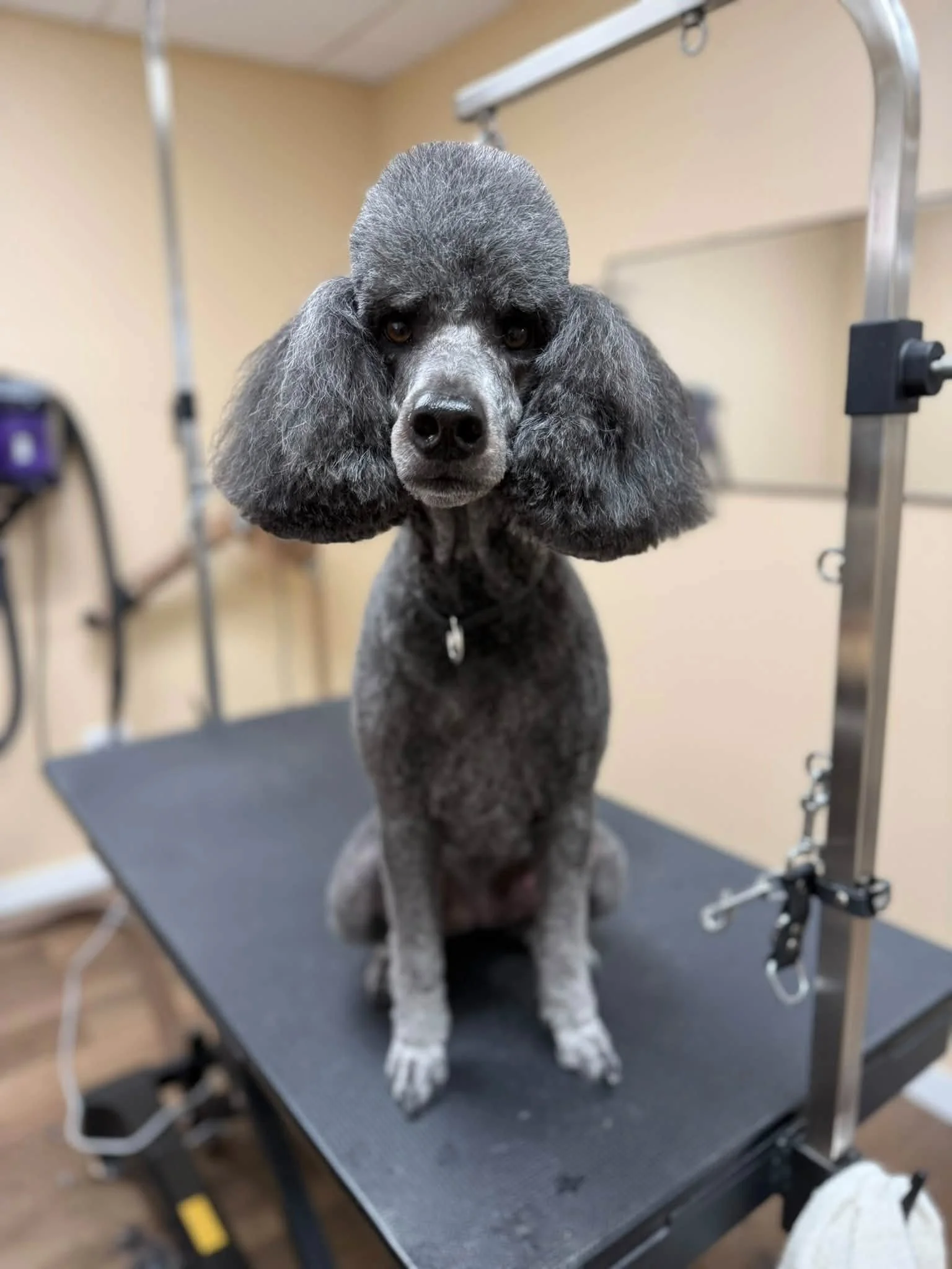 A grey Standard Poodle stares at the camera sitting for a photo