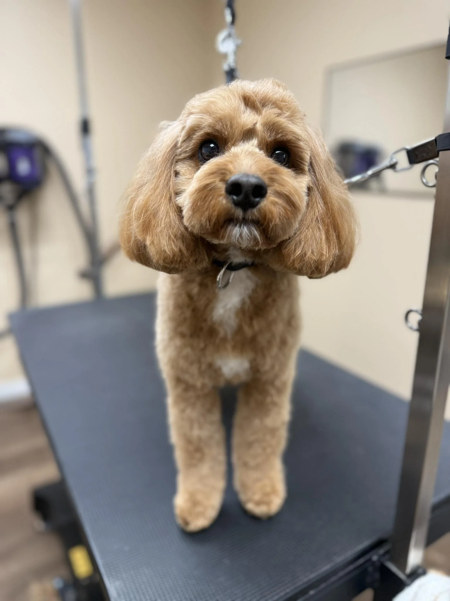 A small red cavapoo stares at the camera after his groom