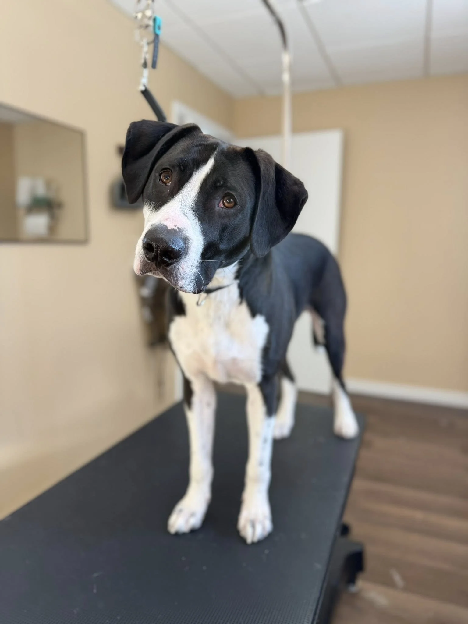A black and white mixed breed dog with short hair cutely tilts his head at the camera