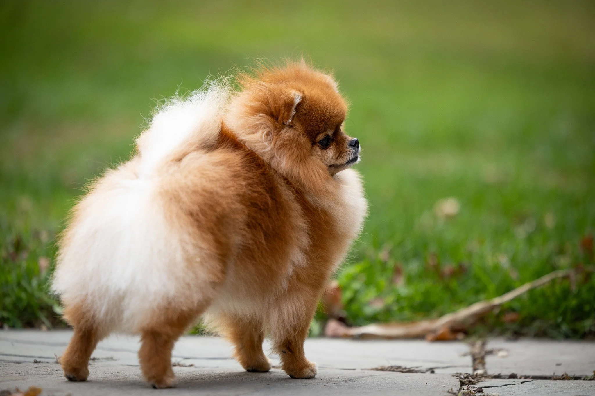 A fluffy orange Pomeranian standing on a grey stone patio with green grass behind her faces away from the camera, slightly angled 3/4 view, looking to the right. The pose resembles the Tailored Tails Grooming logo.