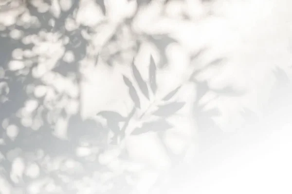 Blurred image of leaves and sunlight.
