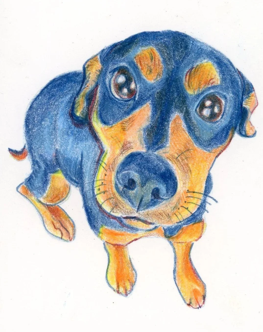 "Marlowe", 5" x 7", colored pencil on bristol paper