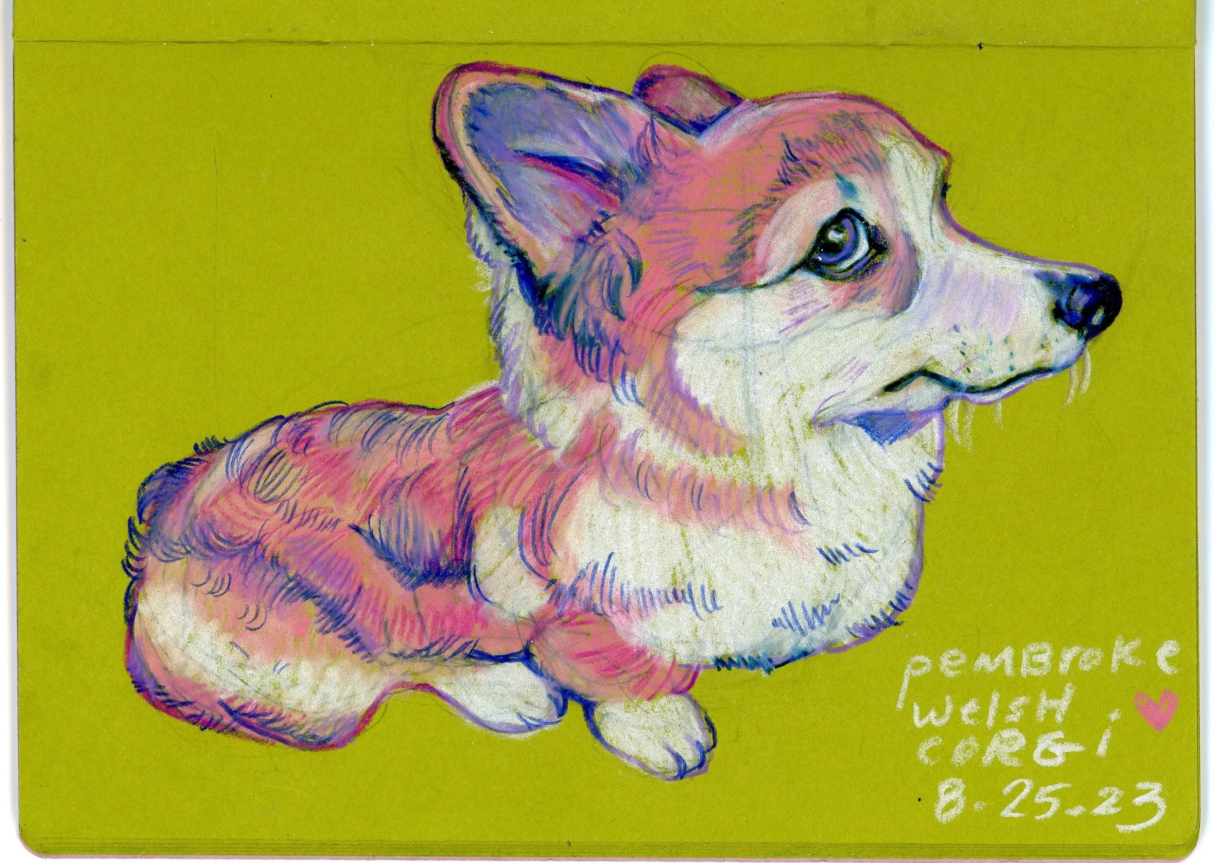 Pembroke Welsh Corgi, 5.75” x 4"  on 135gsm (green) sketchbook paper