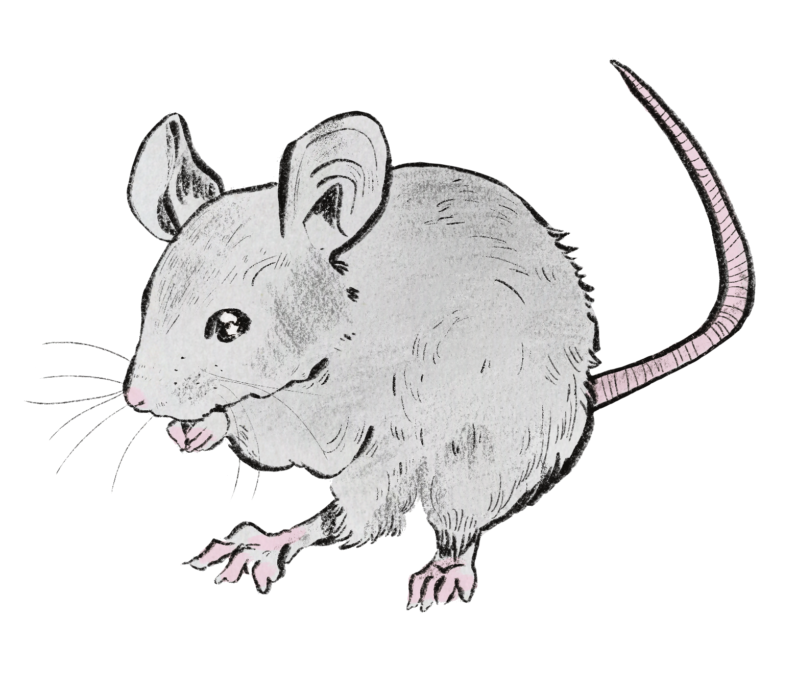 Fancy Mouse - digital