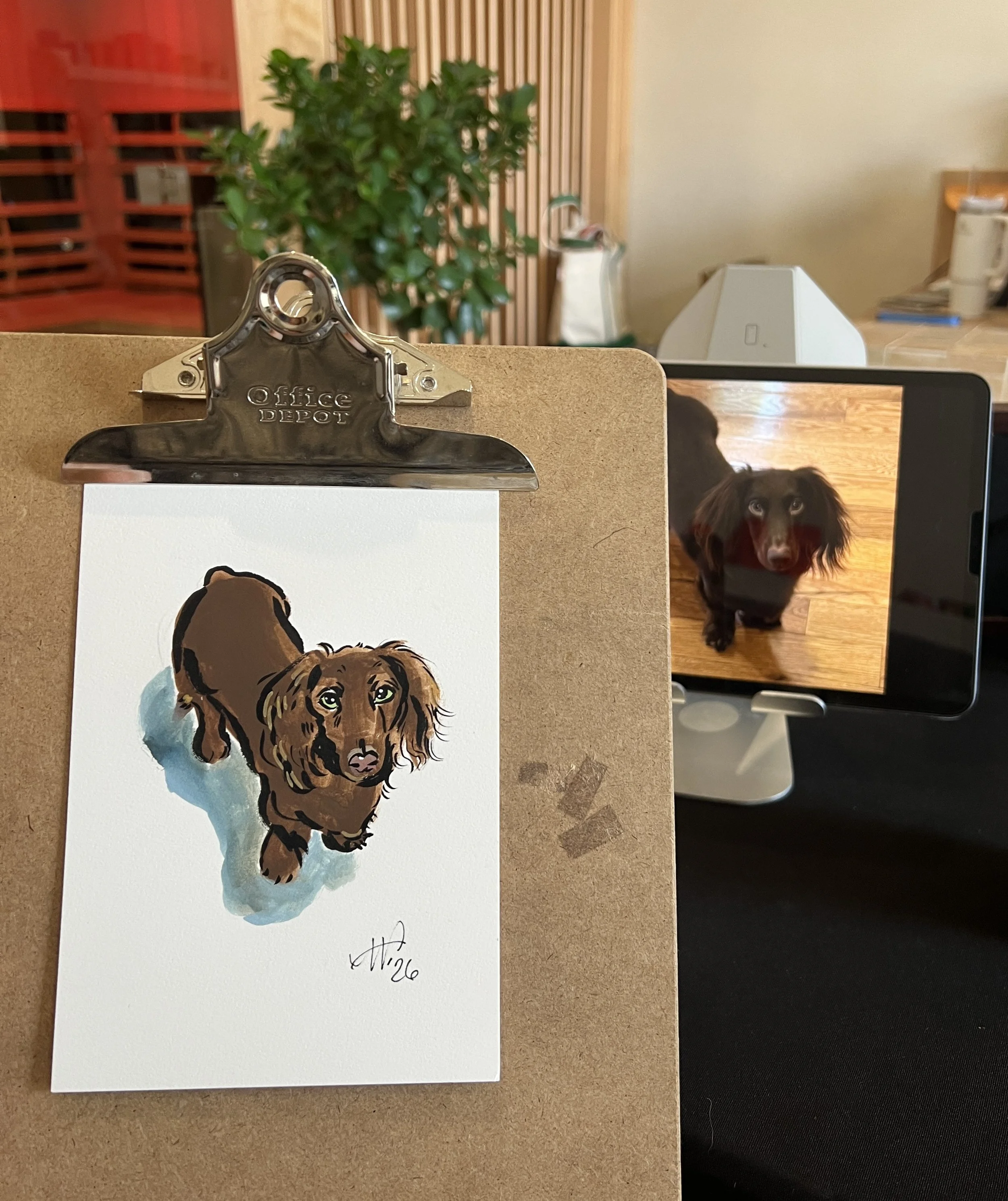 brown-live-dachshund.jpg