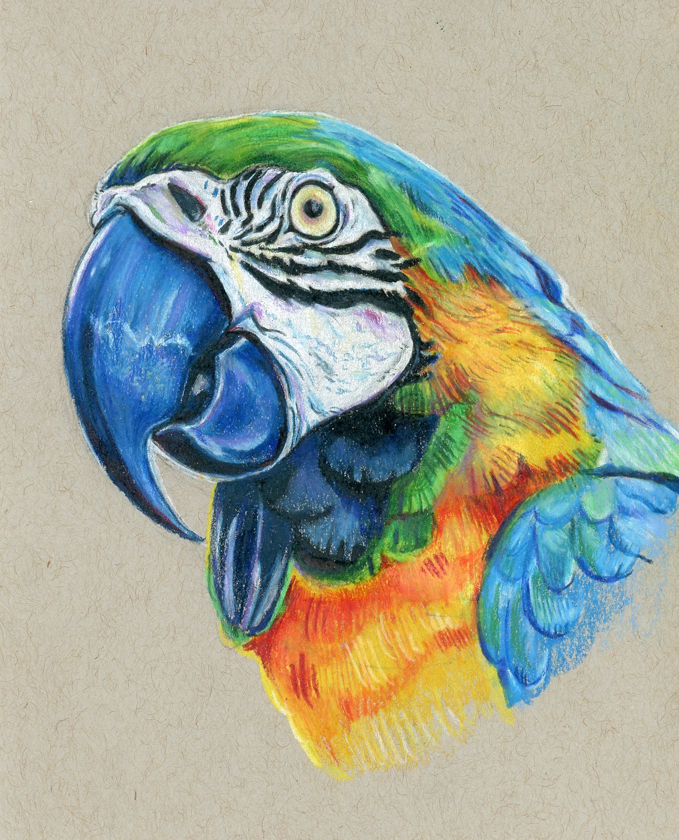 Blue Macaw, 5.5" x 8.5", colored pencil on toned gray paper