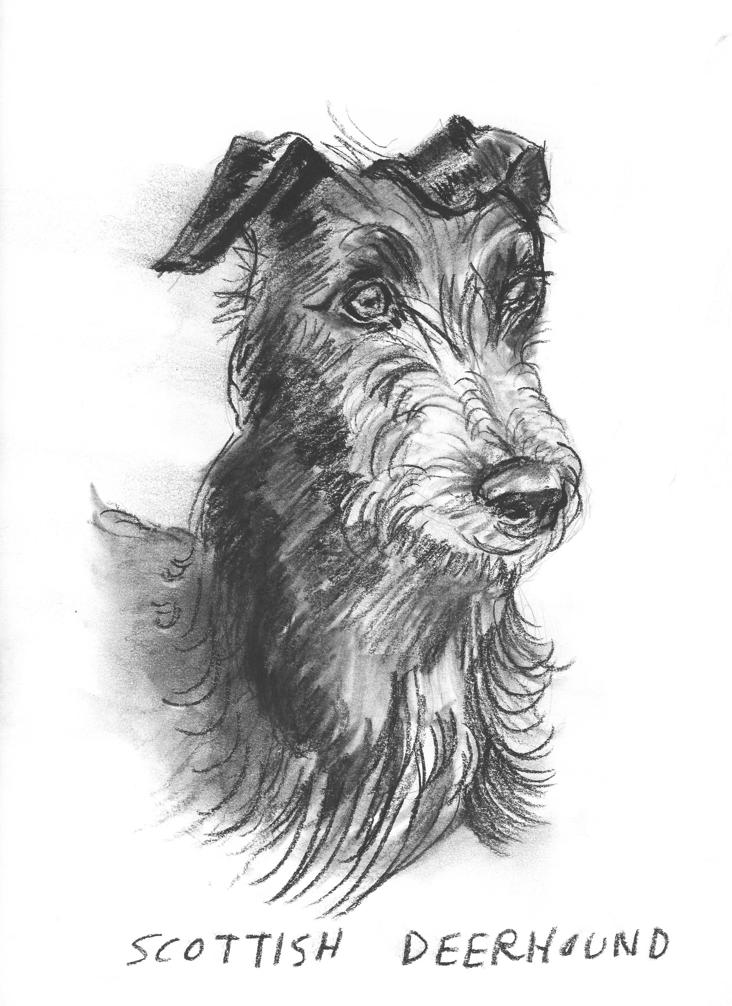 Scottish Deerhound, charcoal on paper