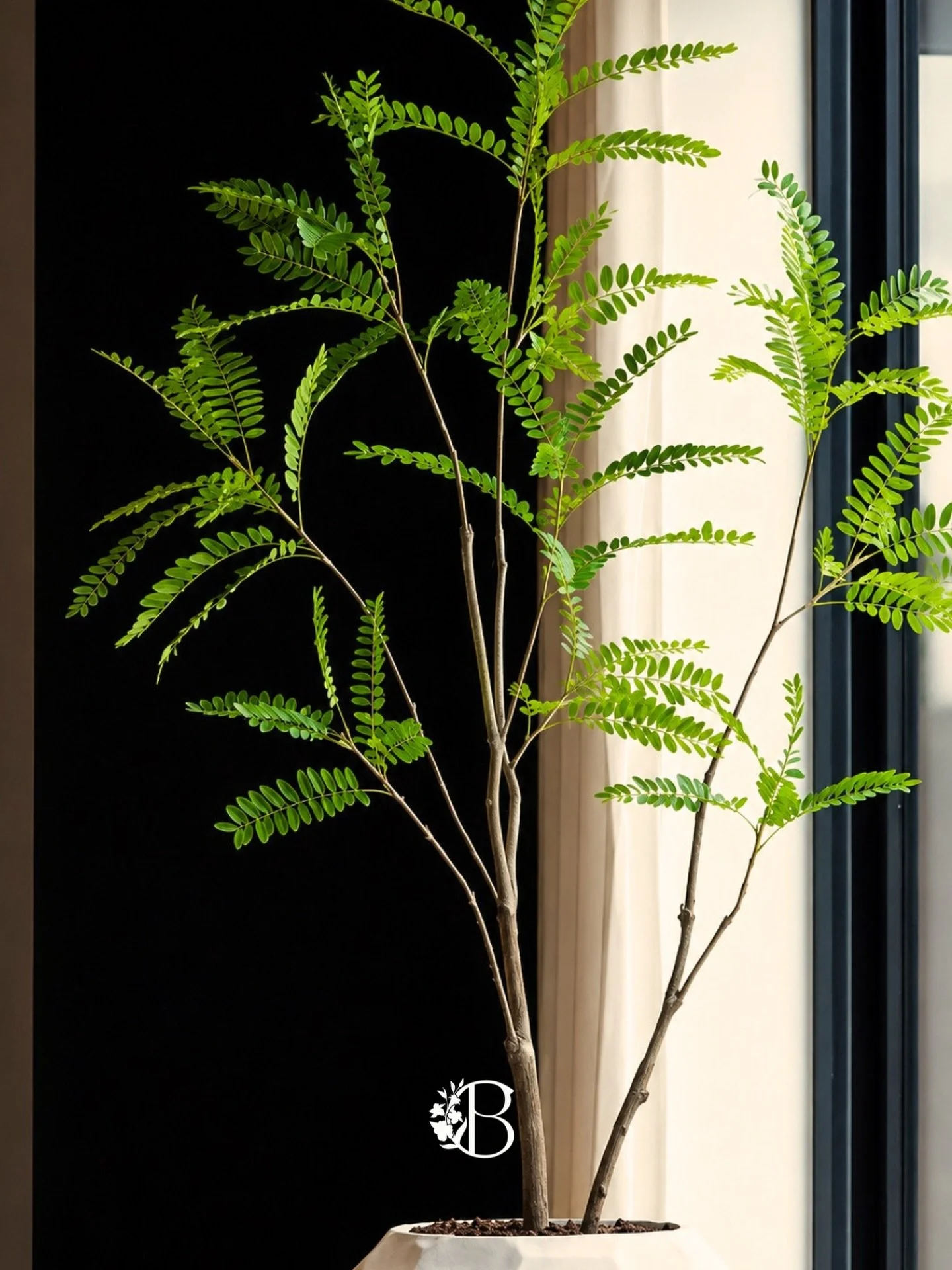 what do you think about our MIMOSA TREE 🌿🧡 BLOOMING forever &hellip;

#blooming #interior #cura&ccedil;ao #plants#tree