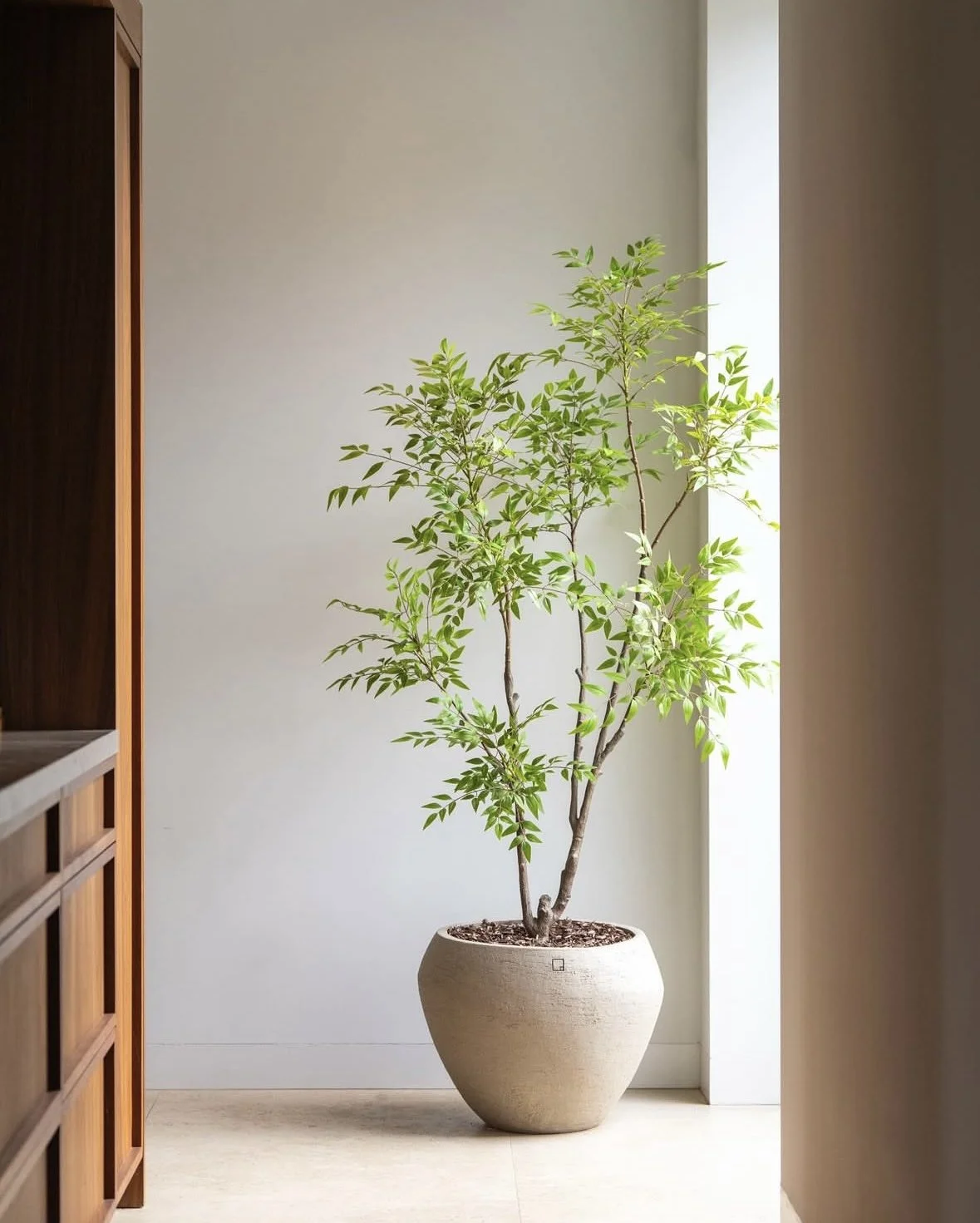A potted plant with green leaves standing next to a window in a room with plain white and beige walls.