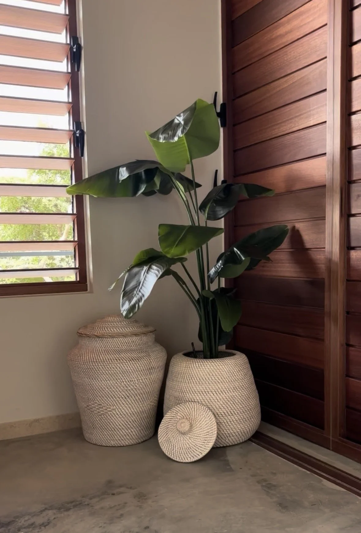Interior scene with a large green leafy houseplant in a woven beige pot, two smaller matching pots, and seashell decor against a wall with a window and wooden paneled wall.