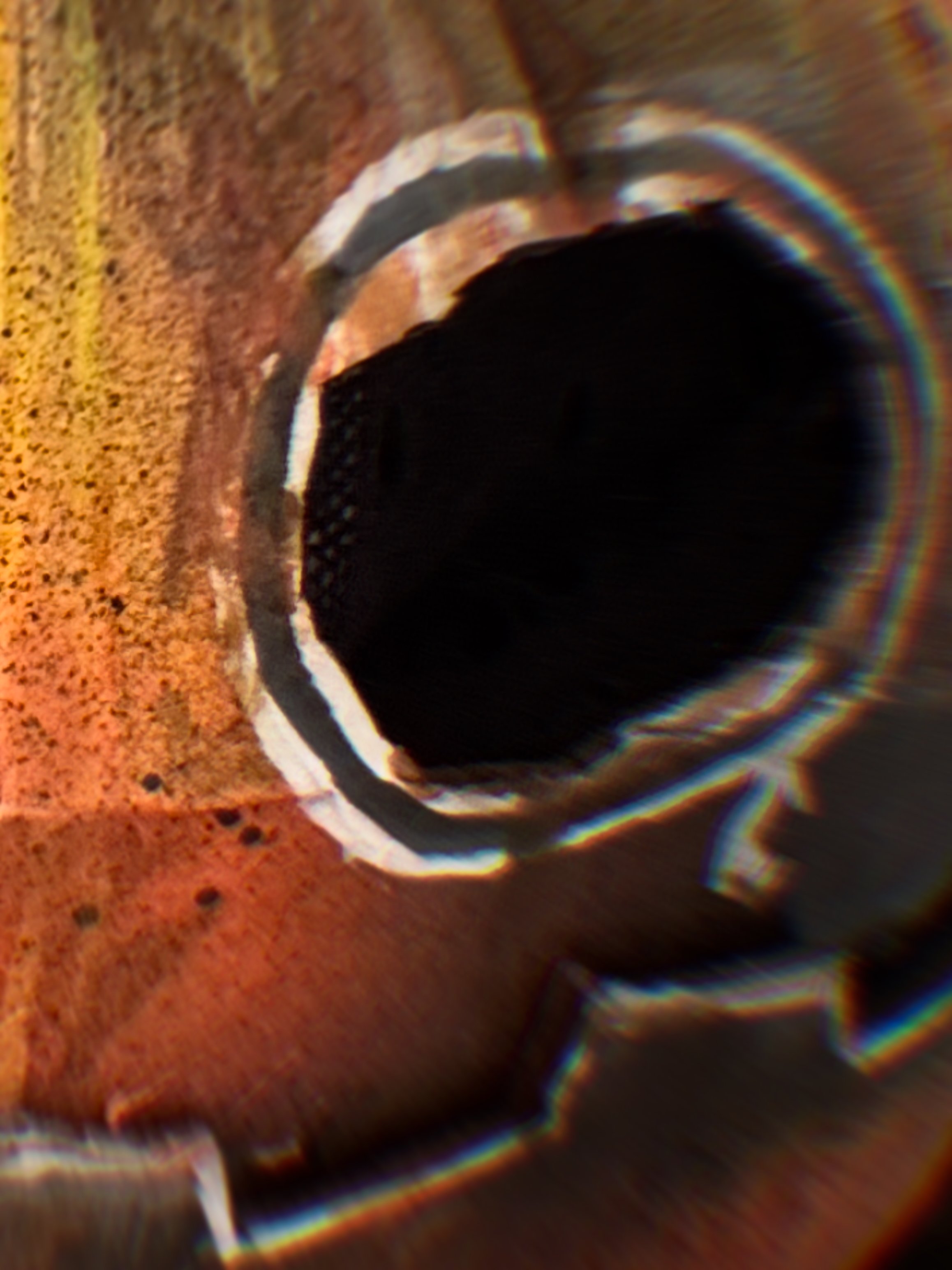 Exhibition - Into The Spirit