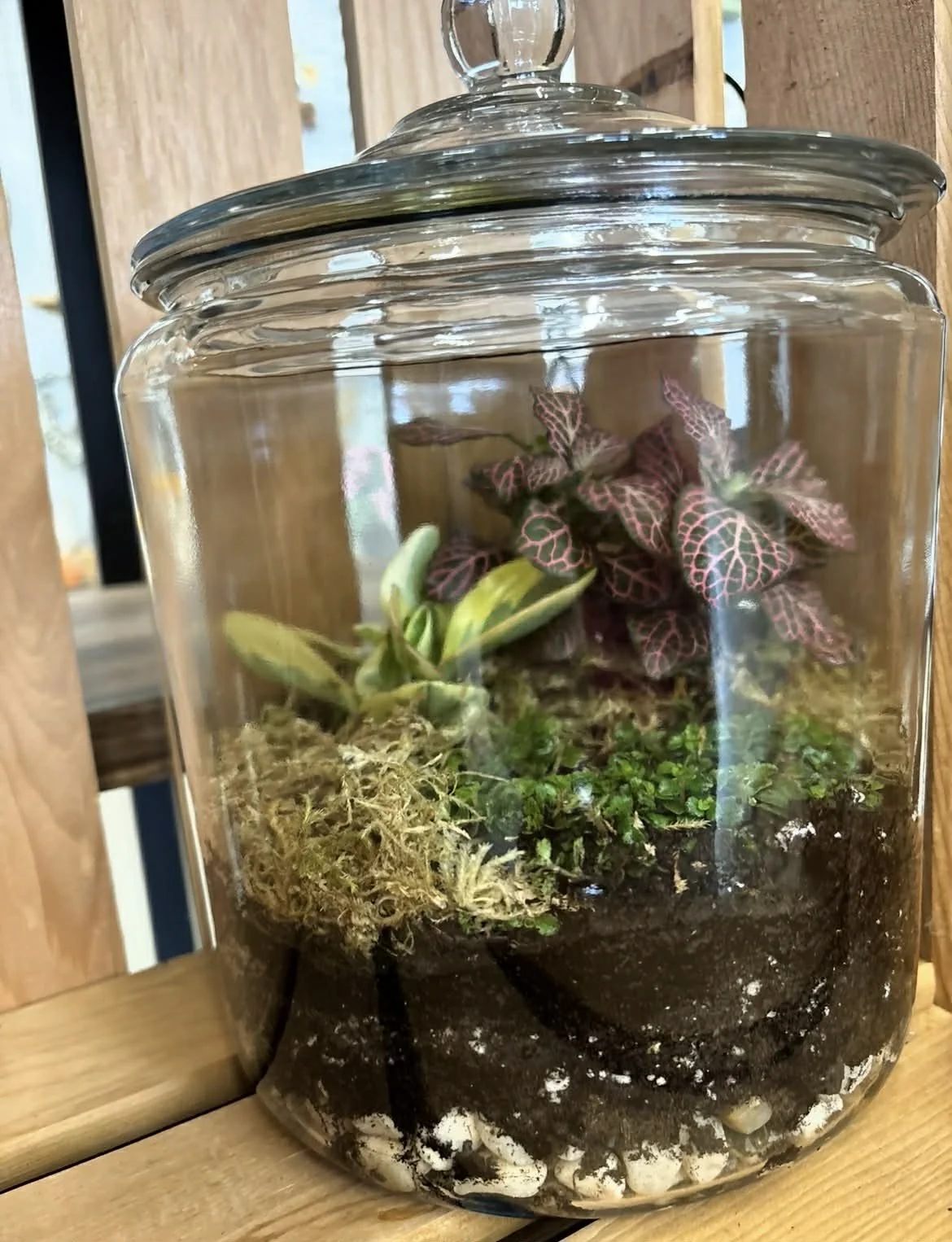 Terrarium Class