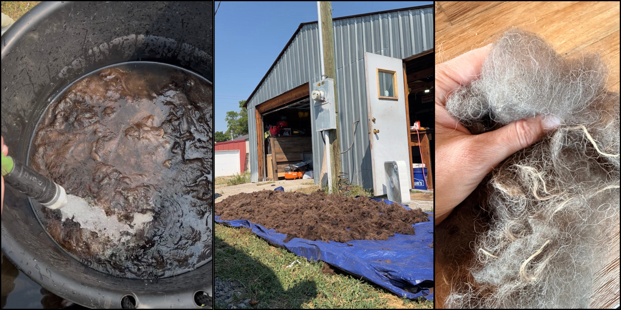 left most image shows bison fiber being washed with a hose filling a receptacle to wash it, the center image shows scoured (washed) bison fiber drying in the sun in from of the workshop and the last image on the right shows clean bison fiber