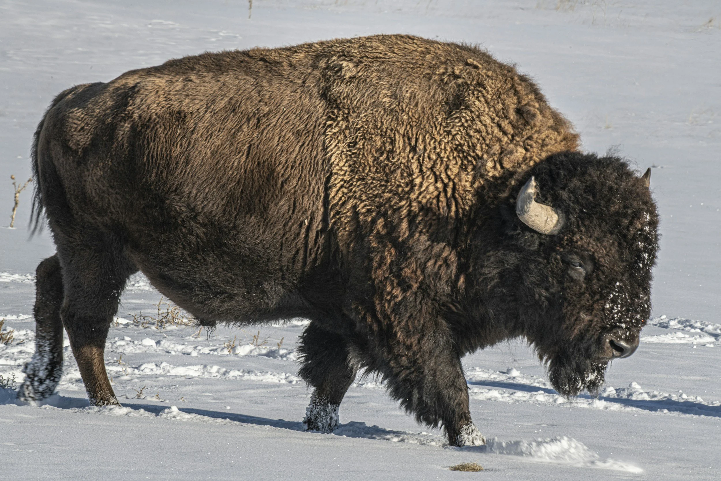 A bison standing in a snowy landscape with some small branches and one patch of grass visible on the ground.