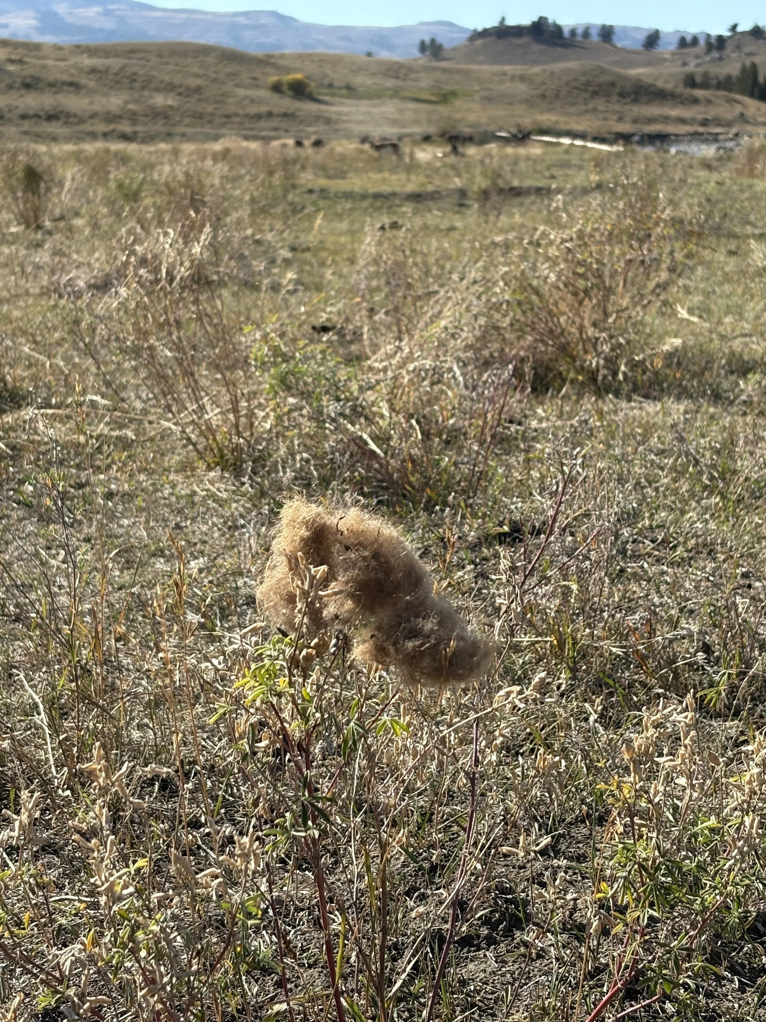 Close-up of a small amount of shed bison fiber caught on a sage plant, in a field in Yellowstone National Park with rolling hills and mountains in the background.