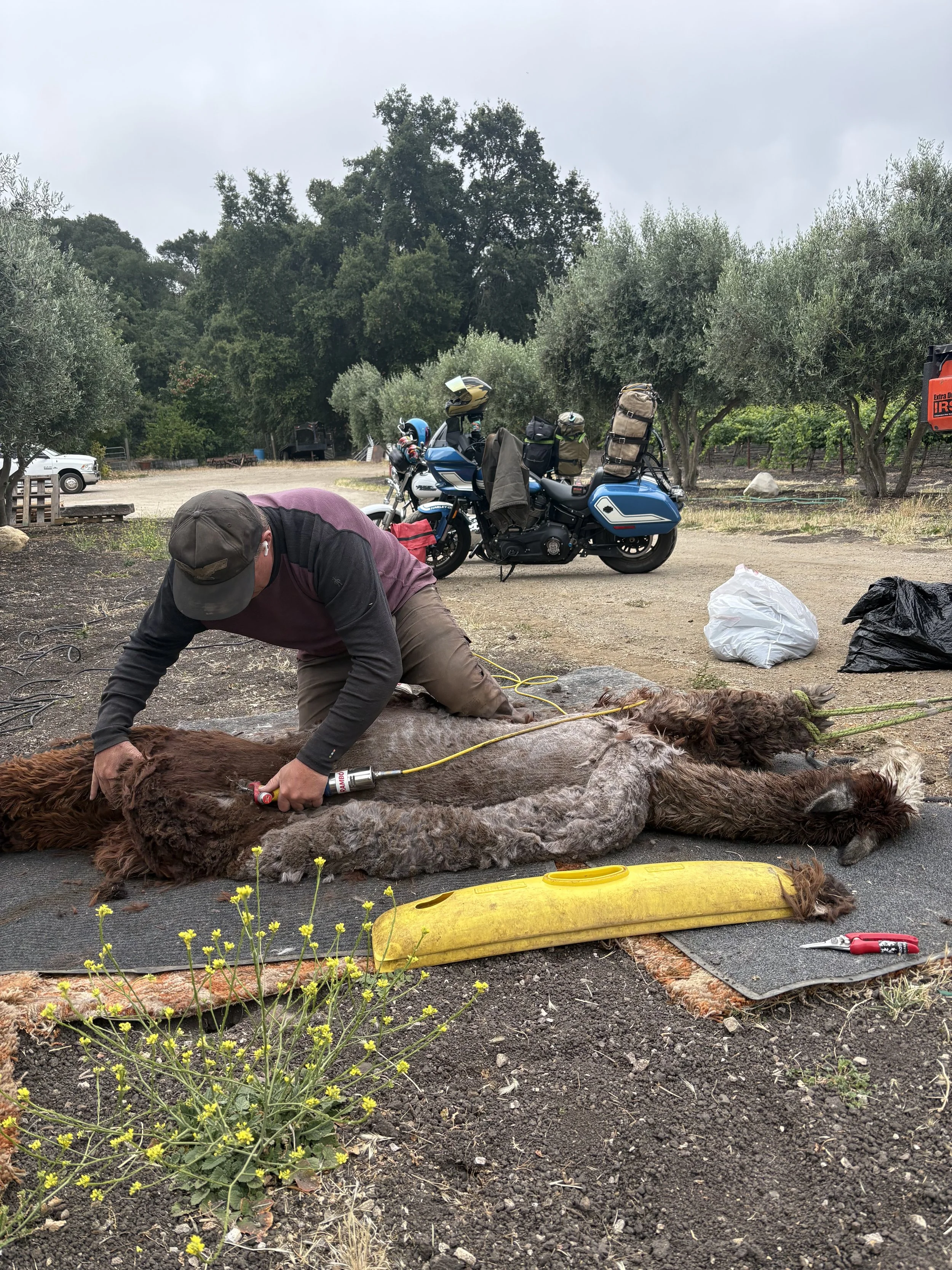 shearing an alpaca at a winery in Paso Robles, California with motorcycles in the background