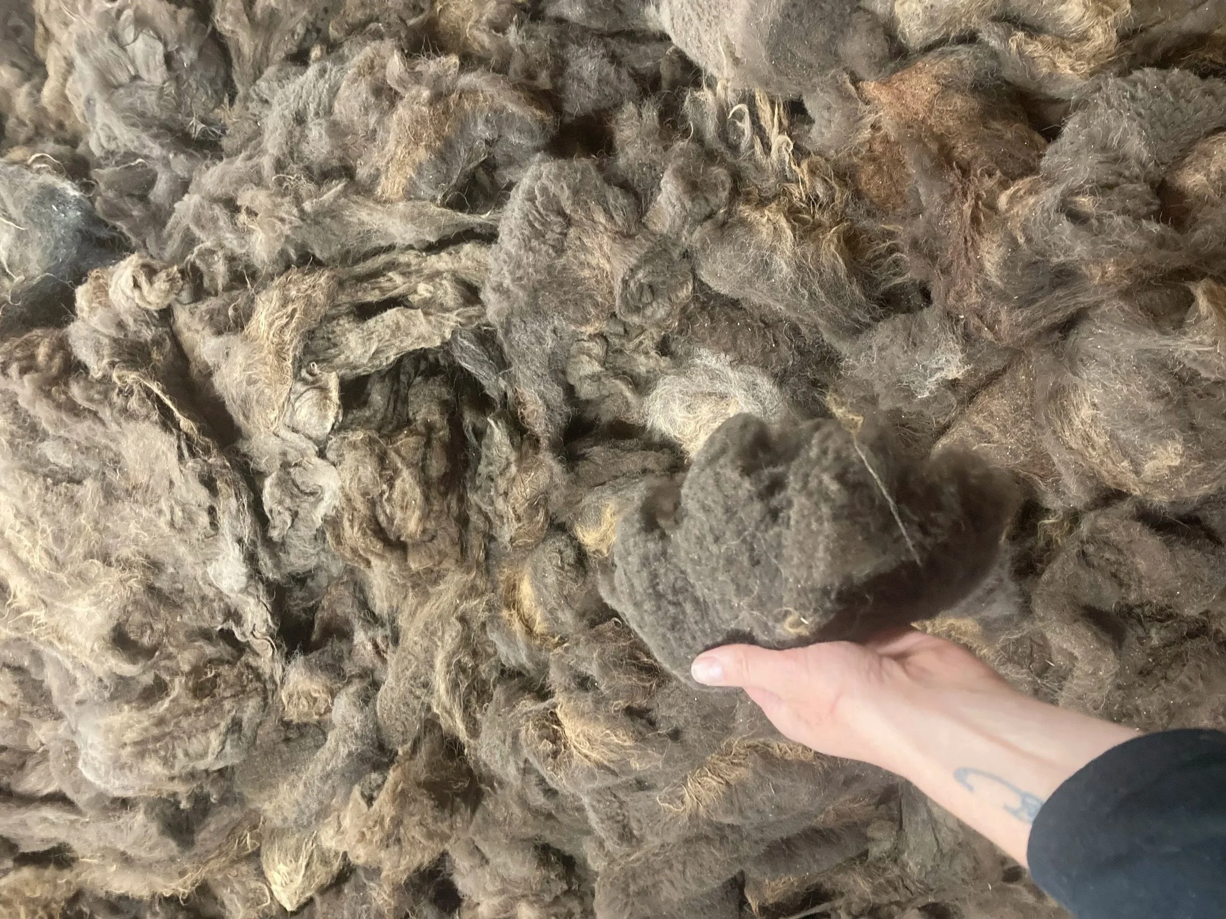 Close-up view of a person's hand touching a large mass of shorn bison fibers.