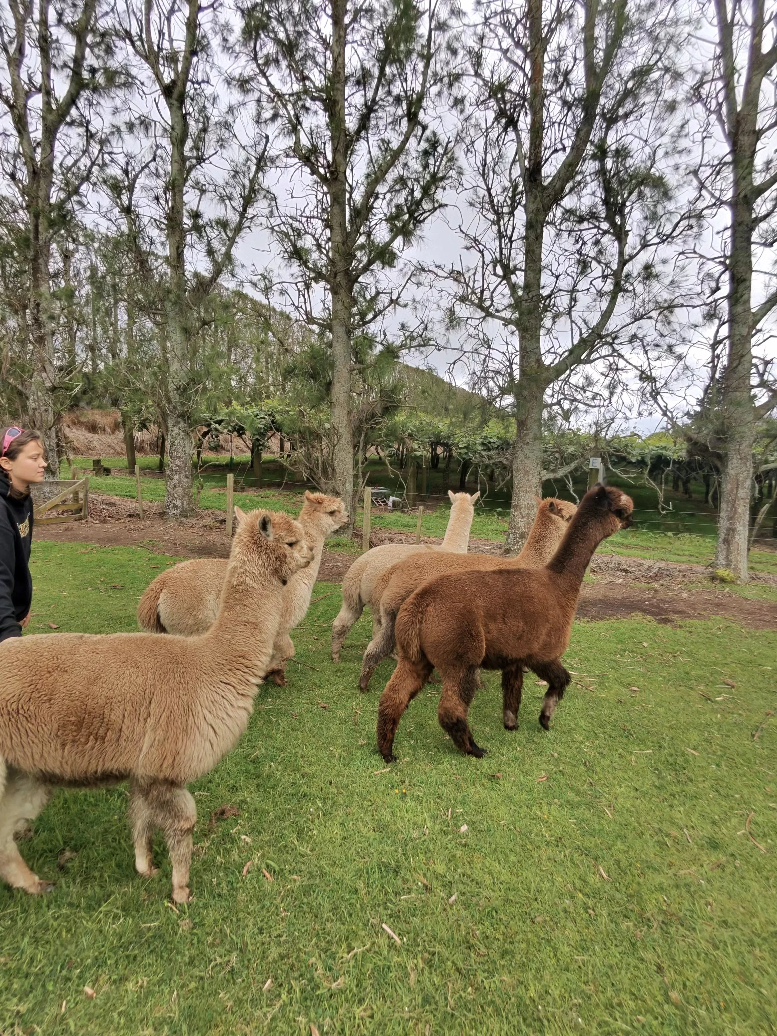 New Client Alpaca Shearing Inquiry