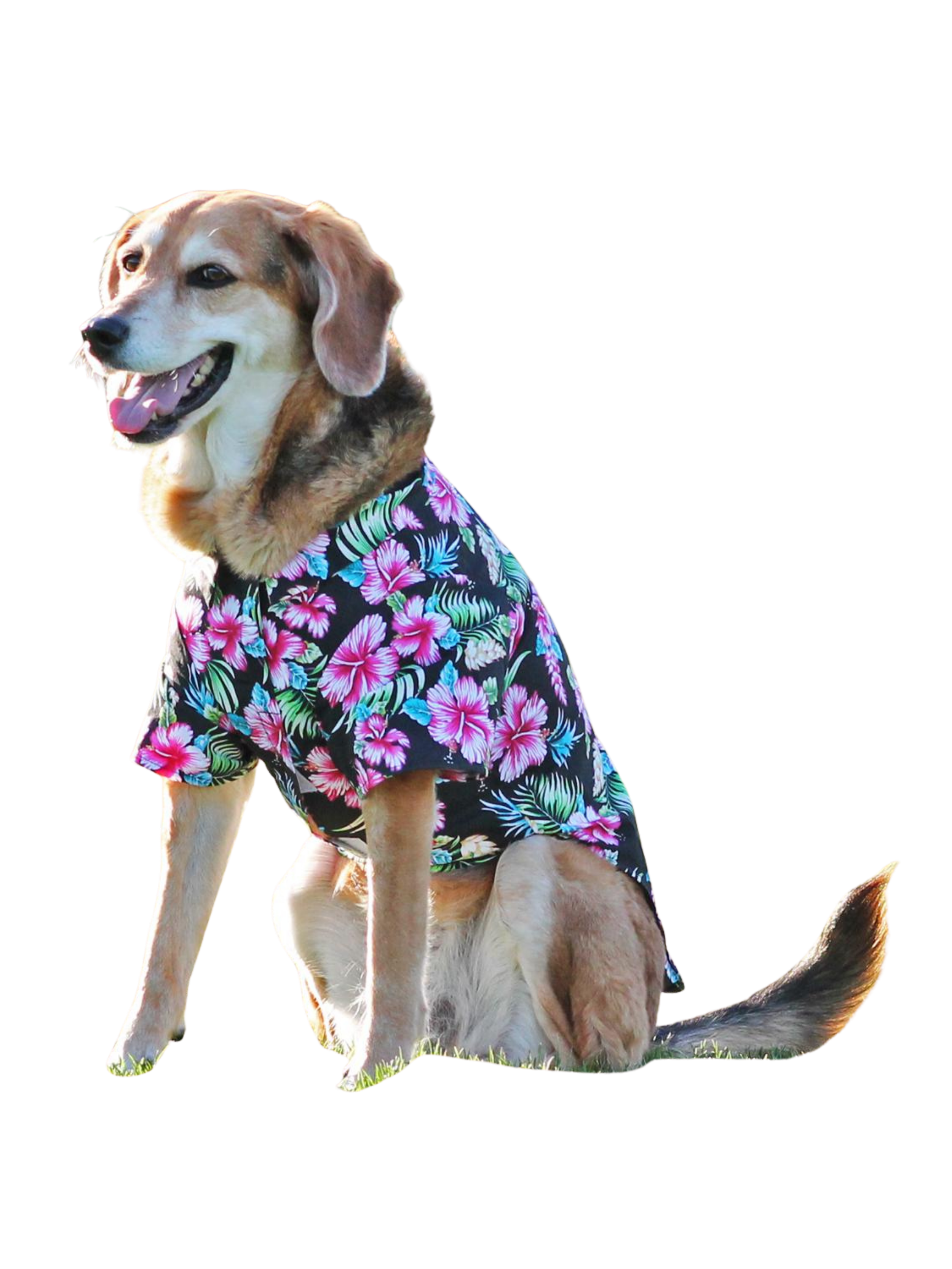 Untitled design (13).png