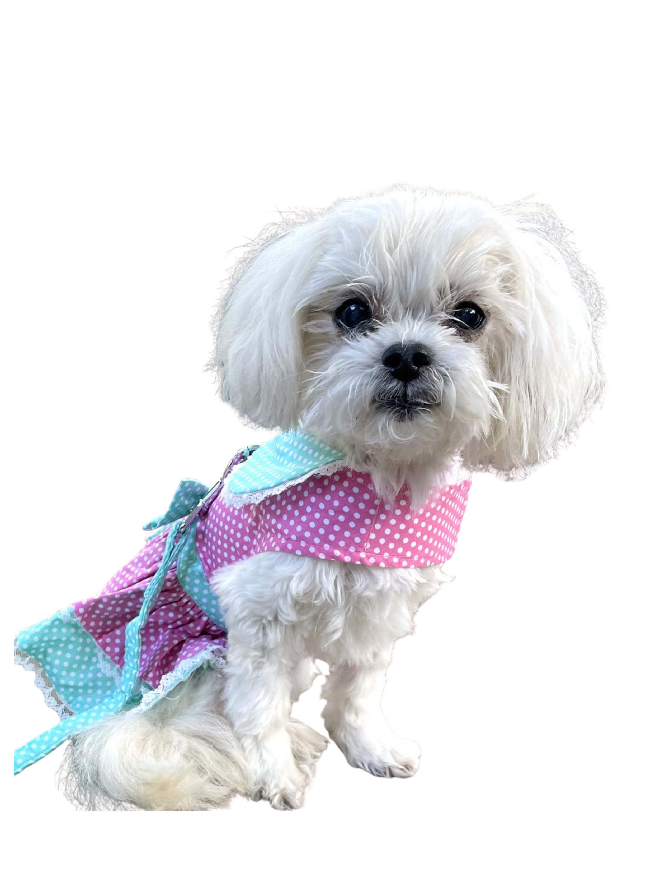 Untitled design - 2.PNG