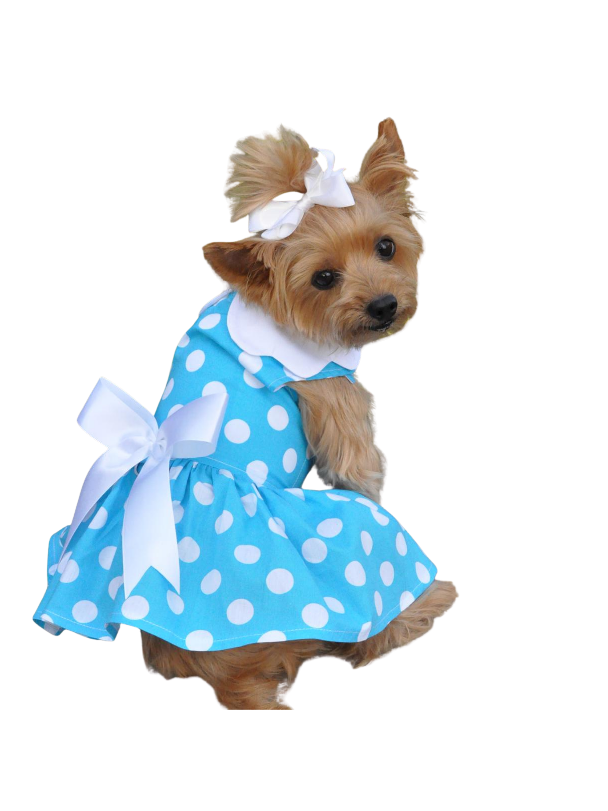 Blue Polka Dot Dog Dress with Matching Leash