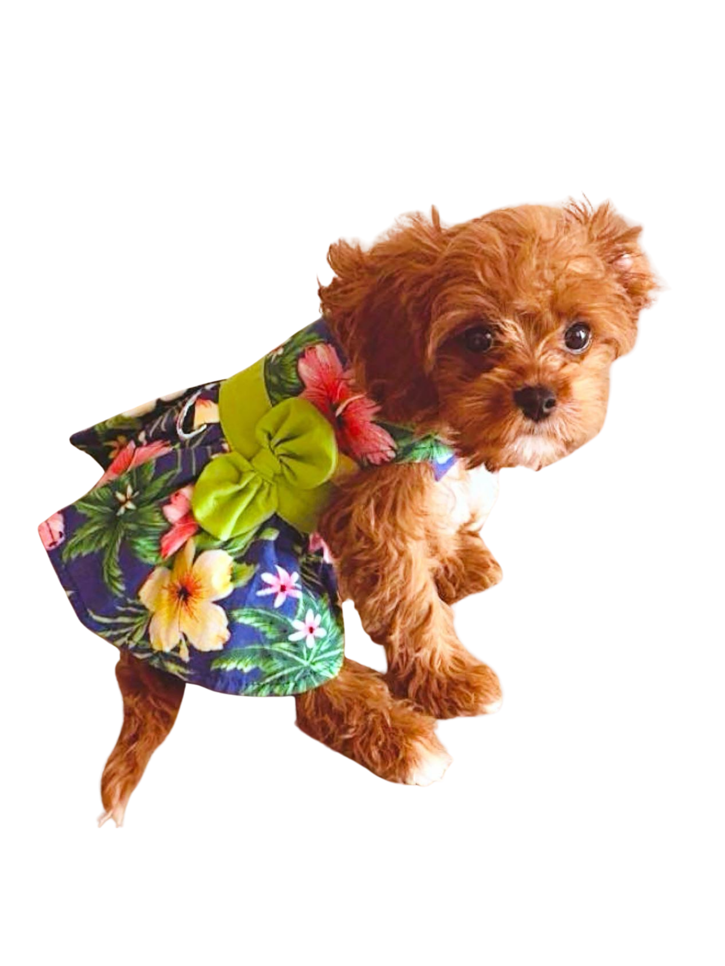 Untitled design - 14.PNG