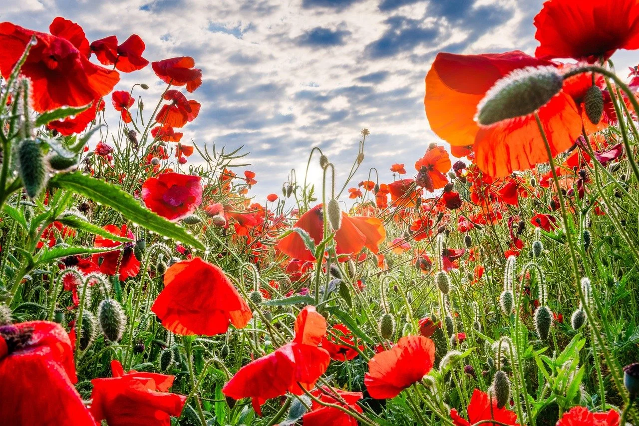 poppies-4291704_1280.jpg