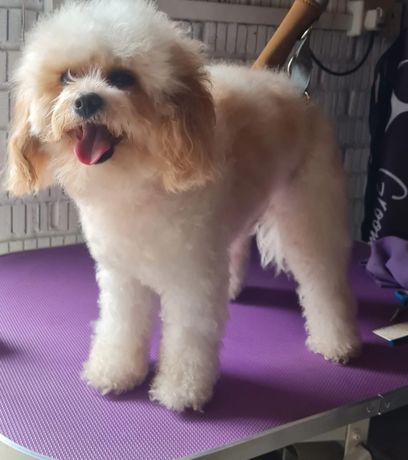 A cute fluffy dog with light brown and white fur standing on a purple grooming table, panting with its tongue out.