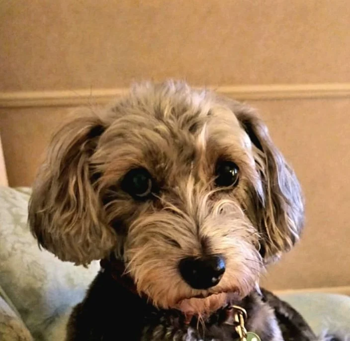 Close-up of a small dog with curly fur, dark eyes, and floppy ears, sitting on a couch.