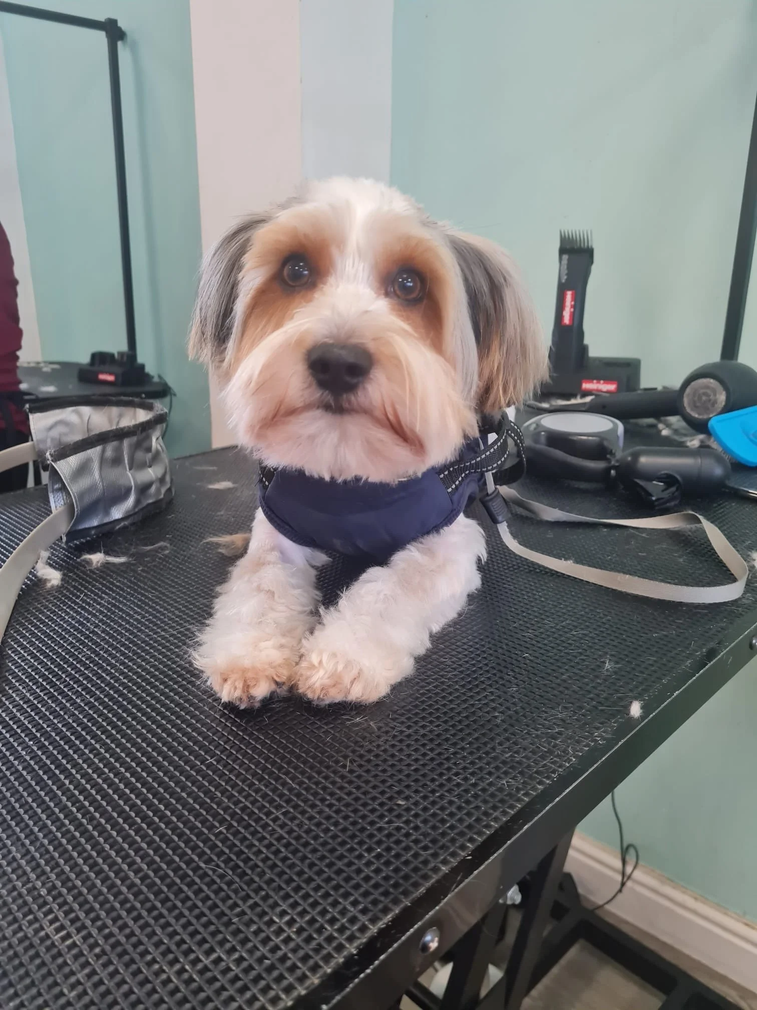 Adorable small dog with a white and tan coat, lying on a grooming table, wearing a navy harness, with grooming tools in the background.