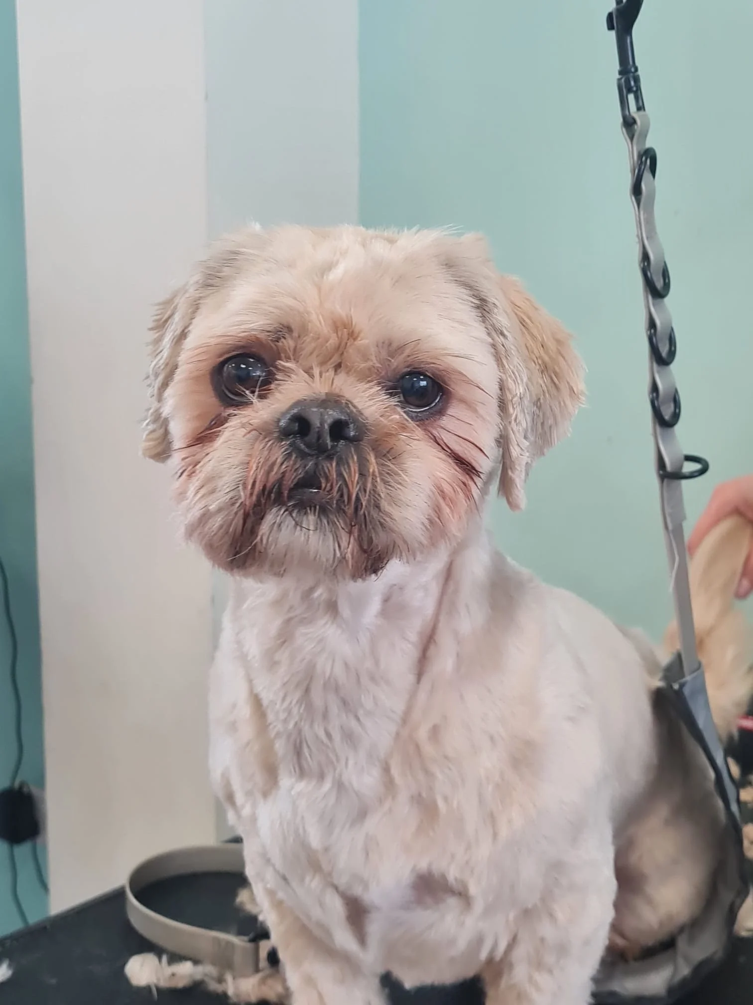A small, light-colored dog with a shaved coat sitting on a grooming table, looking directly at the camera with a slightly sad expression. An outreach arm with a black strap is visible on the right side of the image.