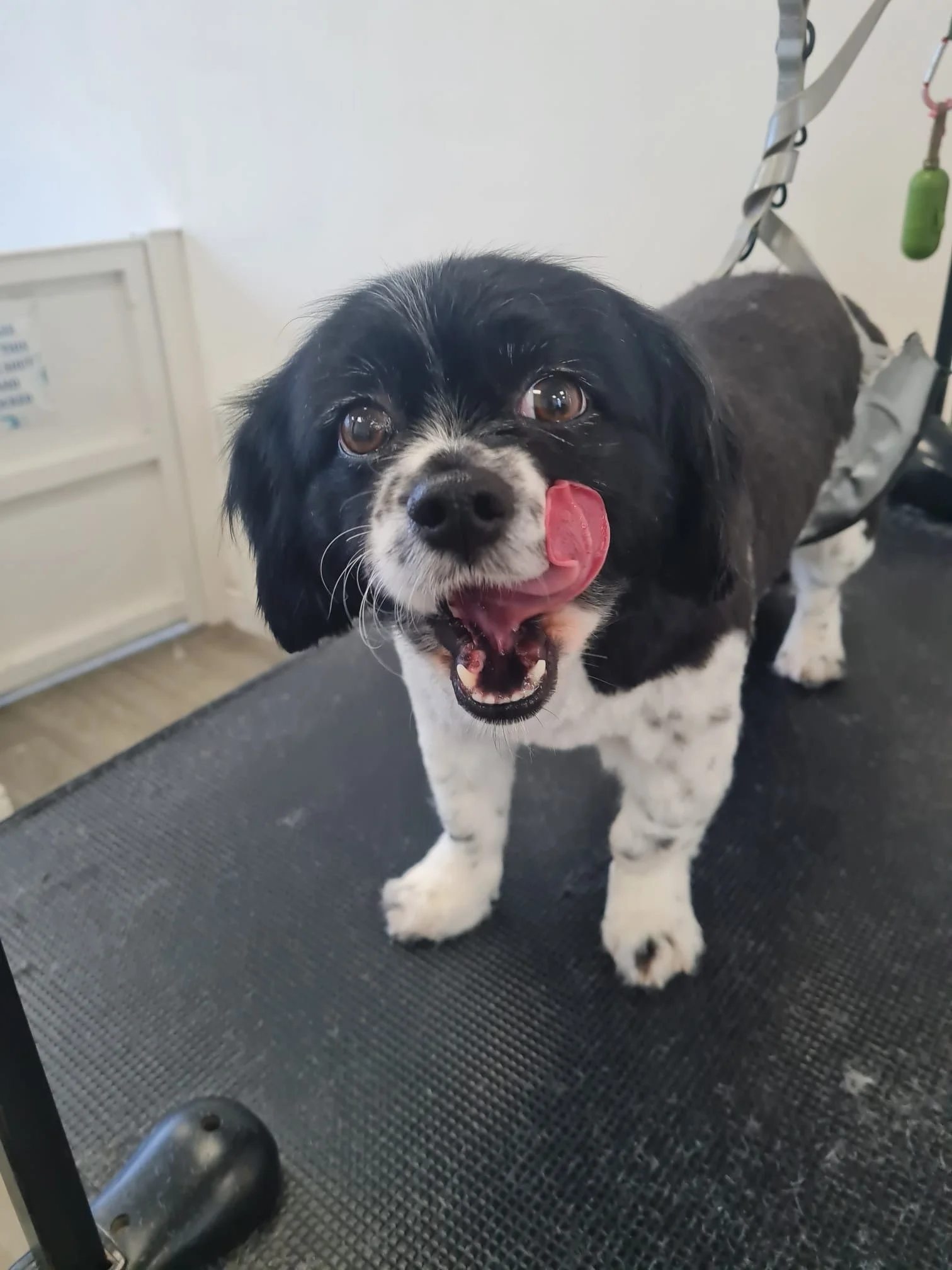 A black and white dog with floppy ears, standing on a grooming table, licking its nose, with a happy expression.
