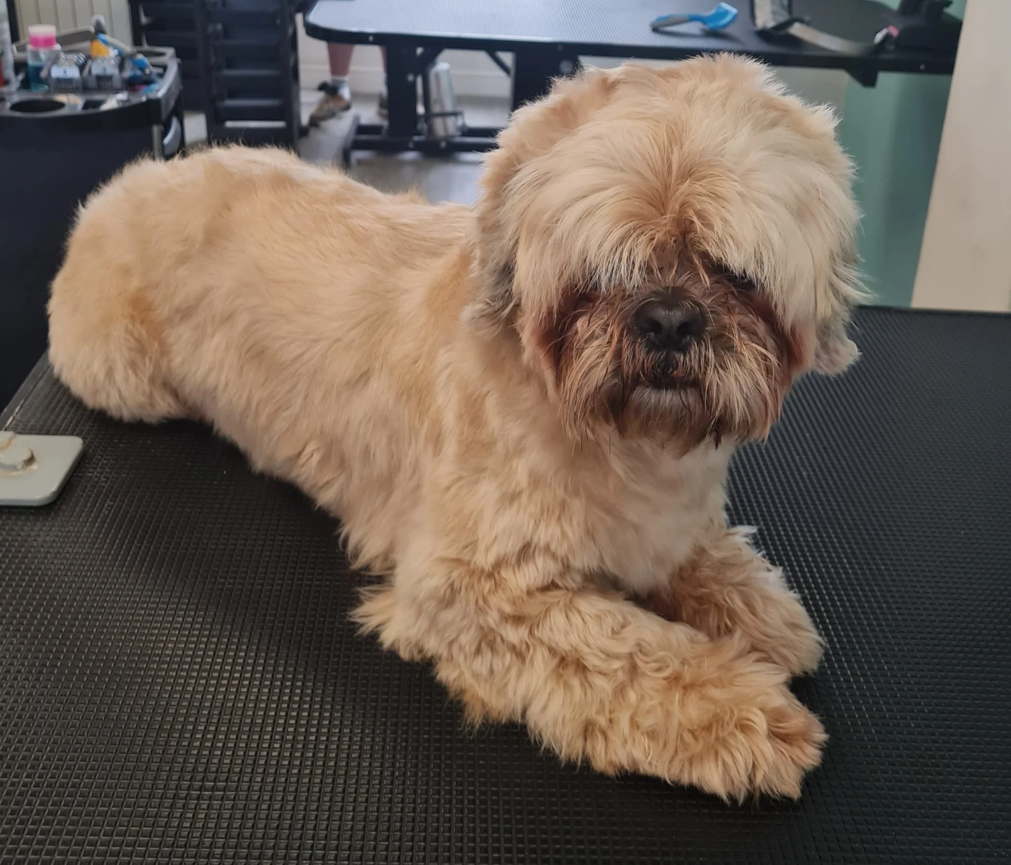 A fluffy light brown dog with a dark face and eyes, lying down on a black textured surface in a grooming salon.