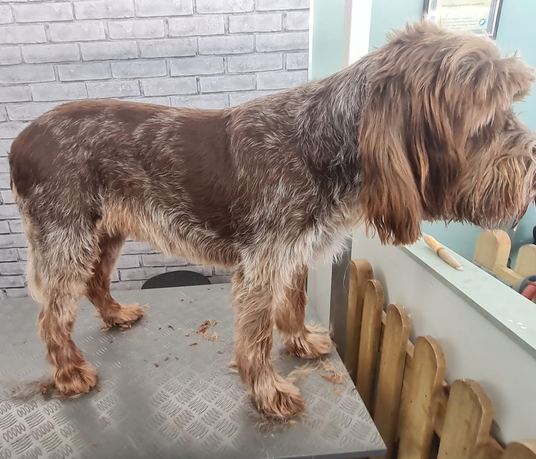 A brown and gray dog standing on a metal table in a veterinary clinic or grooming area, with a brick wall and grooming tools visible in the background.