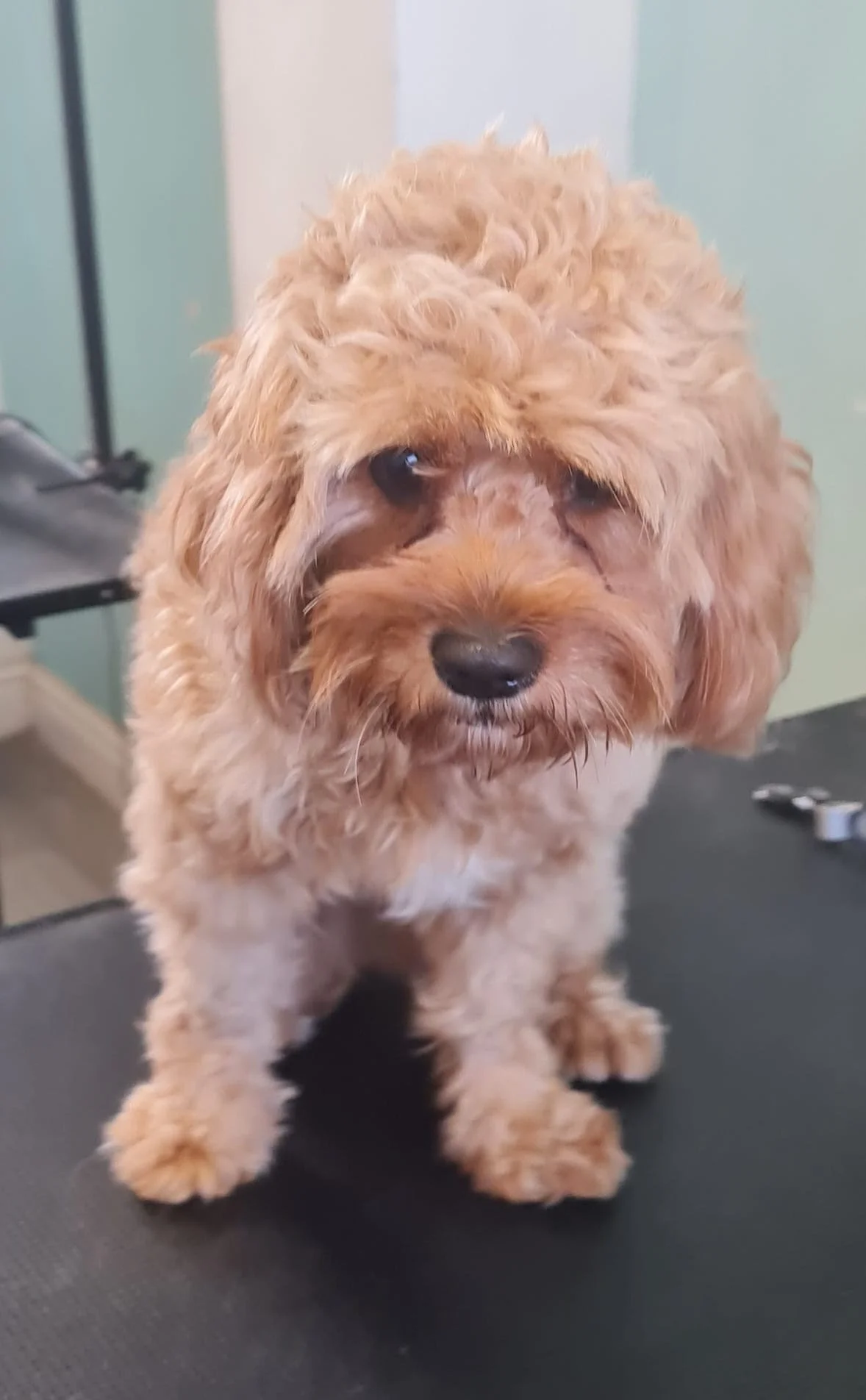 A small, fluffy, tan-colored puppy with dark eyes and a black nose standing on a black surface indoors.