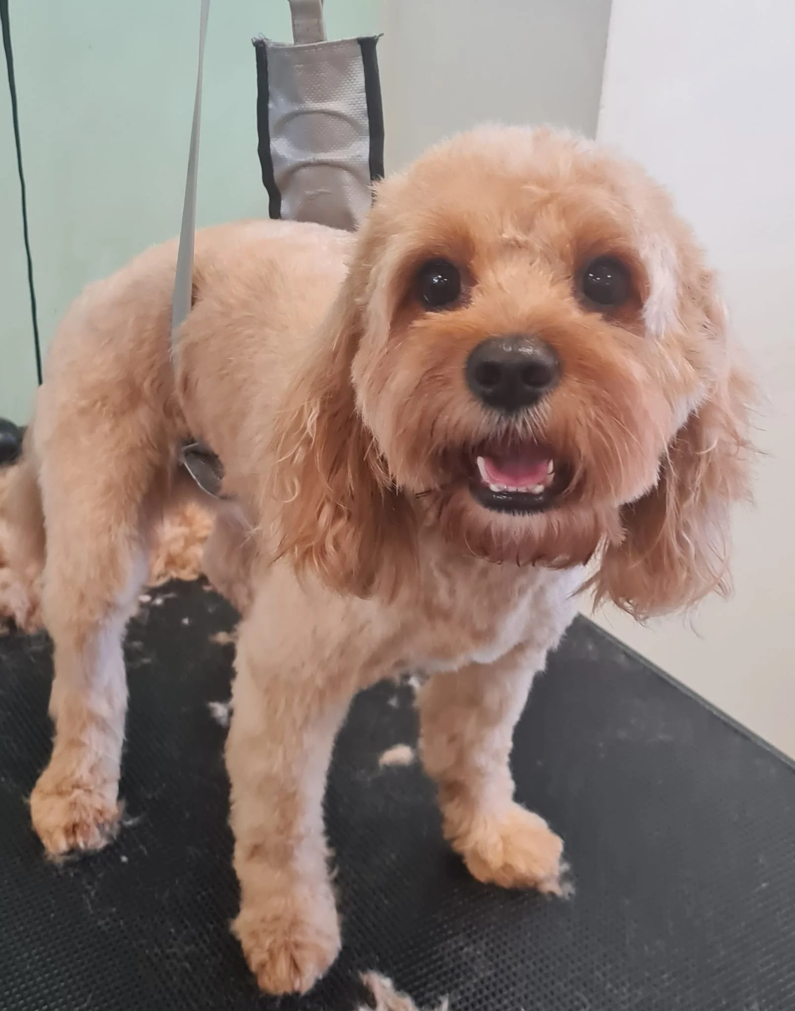 A happy, friendly, light brown, fluffy-haired dog on a grooming table.