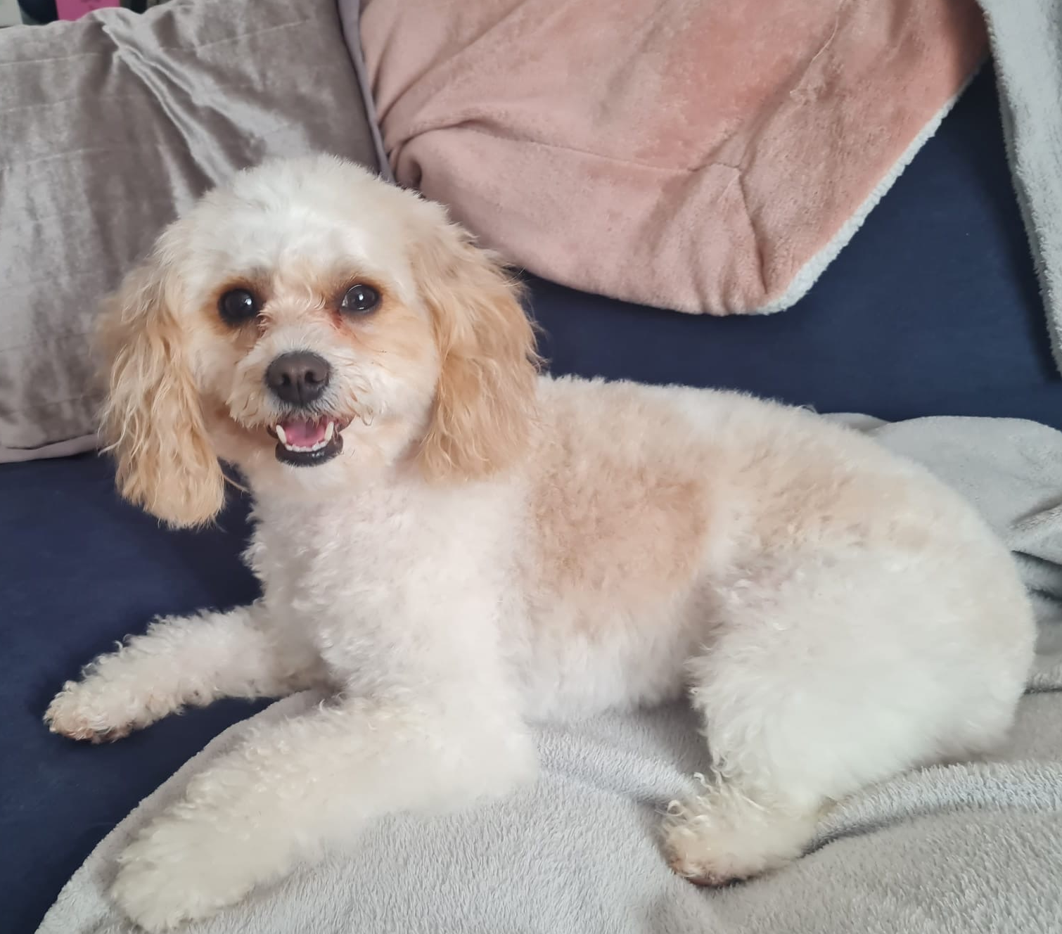 A happy cream-colored dog with curly fur lying on a couch with pillows.