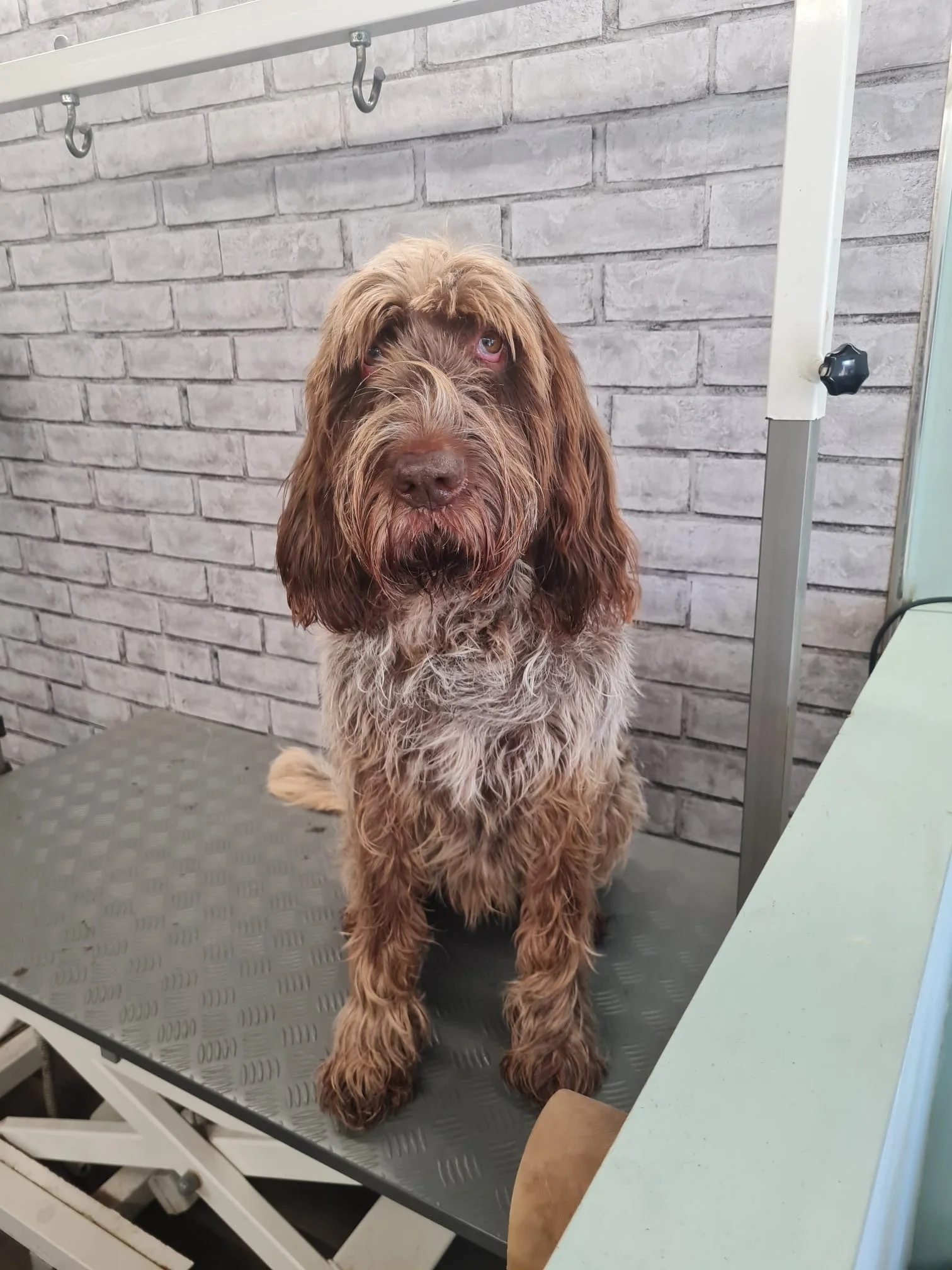 A brown, shaggy-haired dog sitting on a grooming table with a brick wall background.