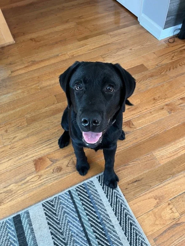 A black Labrador puppy sitting on a hardwood floor with a grey, black, and white patterned rug nearby, looking at the camera with a happy expression.