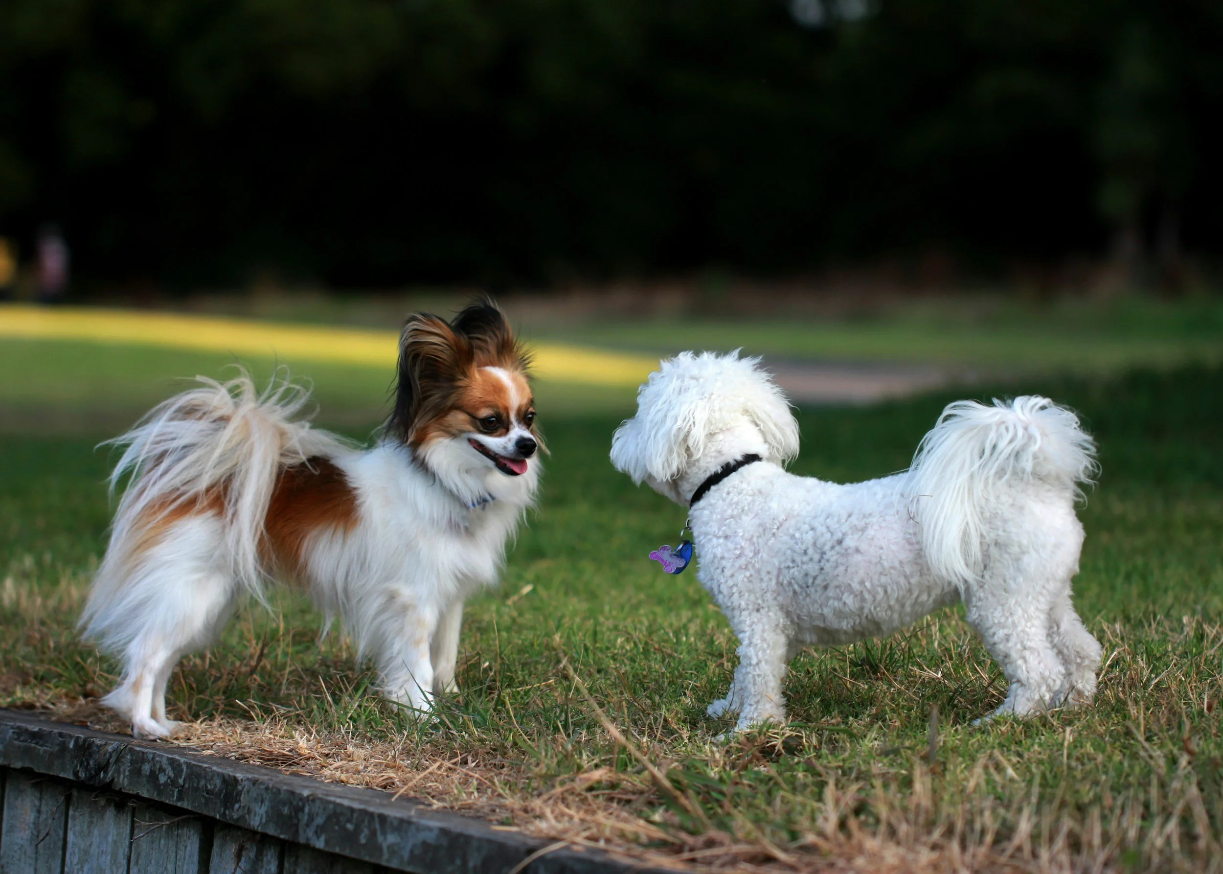 Two small dogs, a Papillon with brown and white fur and a white Poodle, standing and facing each other on a grassy area in a park with trees in the background.