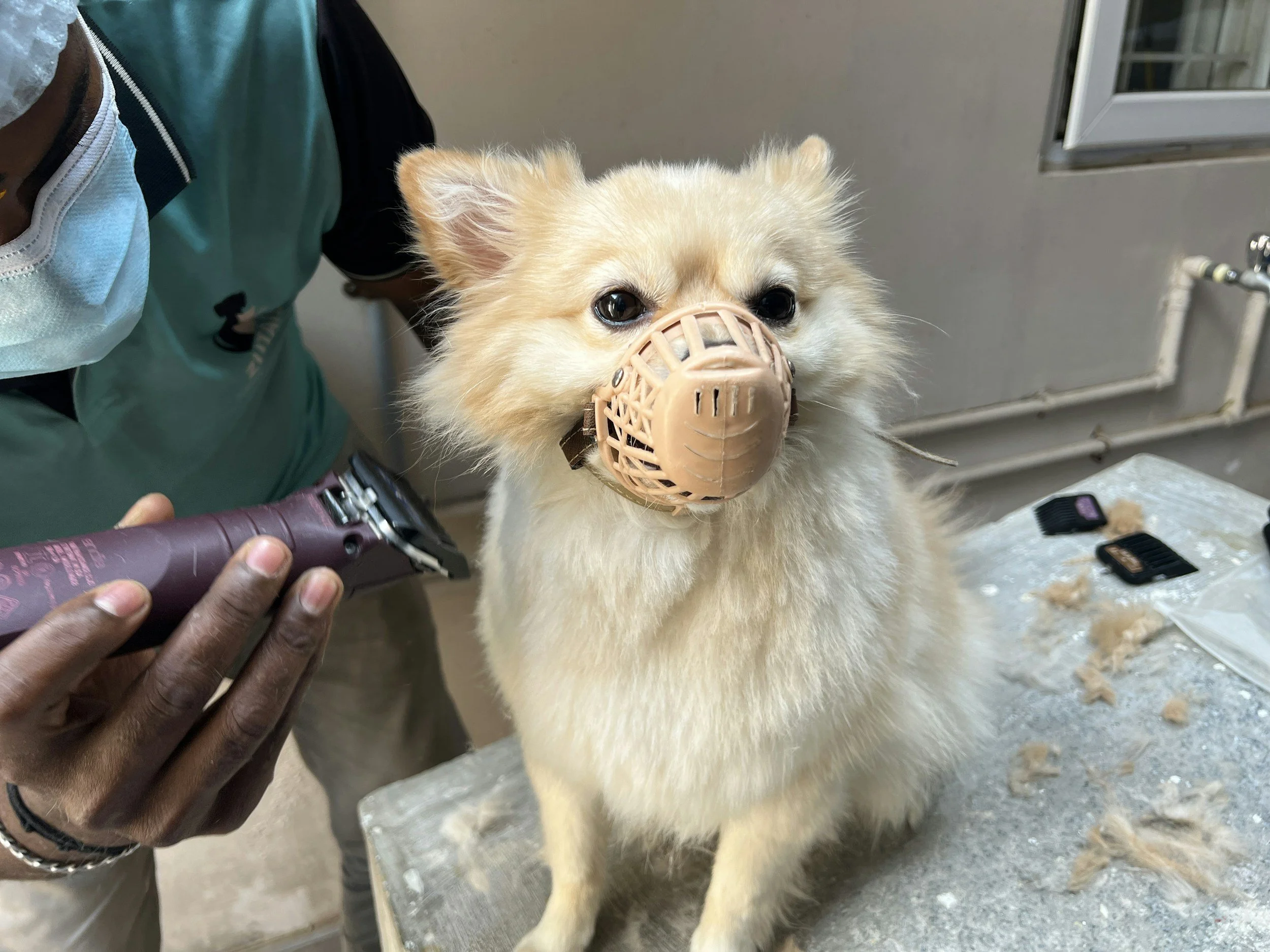 Dog with a protective muzzle on its face getting groomed, with grooming tools on a table and a person trimming its fur.