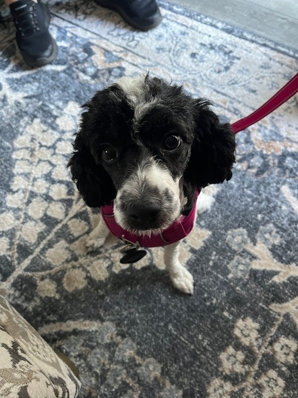 Case Study 002: Management Influences Training Capability for Adult Poodle-Mix